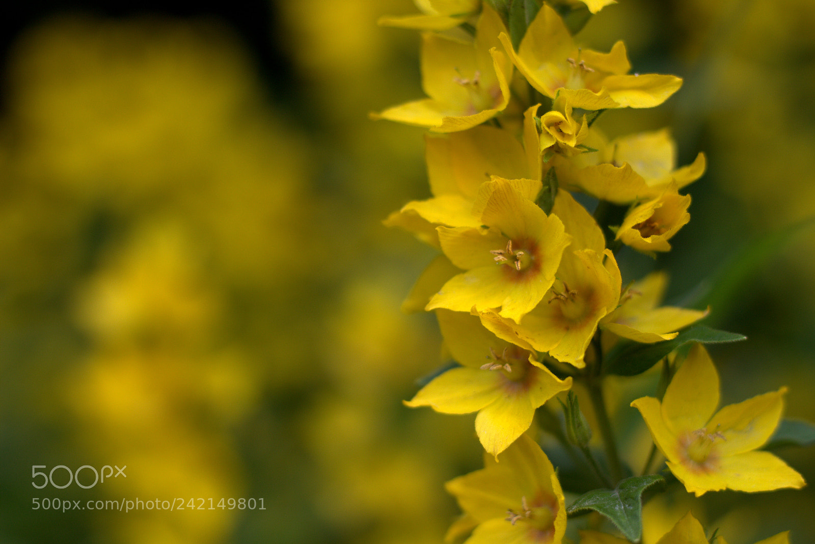 Canon EOS 700D (EOS Rebel T5i / EOS Kiss X7i) + Canon EF 50mm F1.8 STM sample photo. Yellow power photography