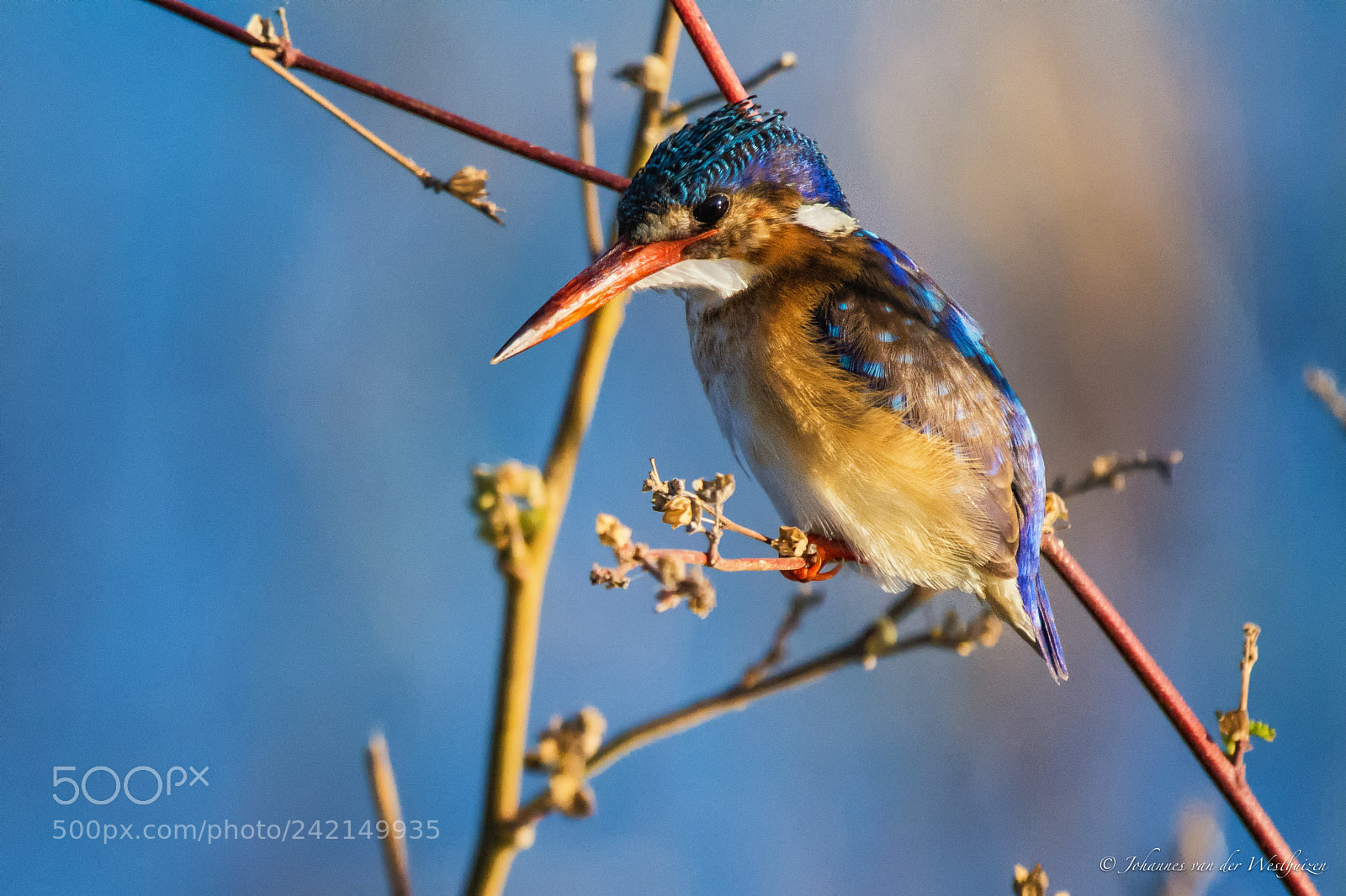 Nikon D7100 sample photo. Malachite kingfisher photography
