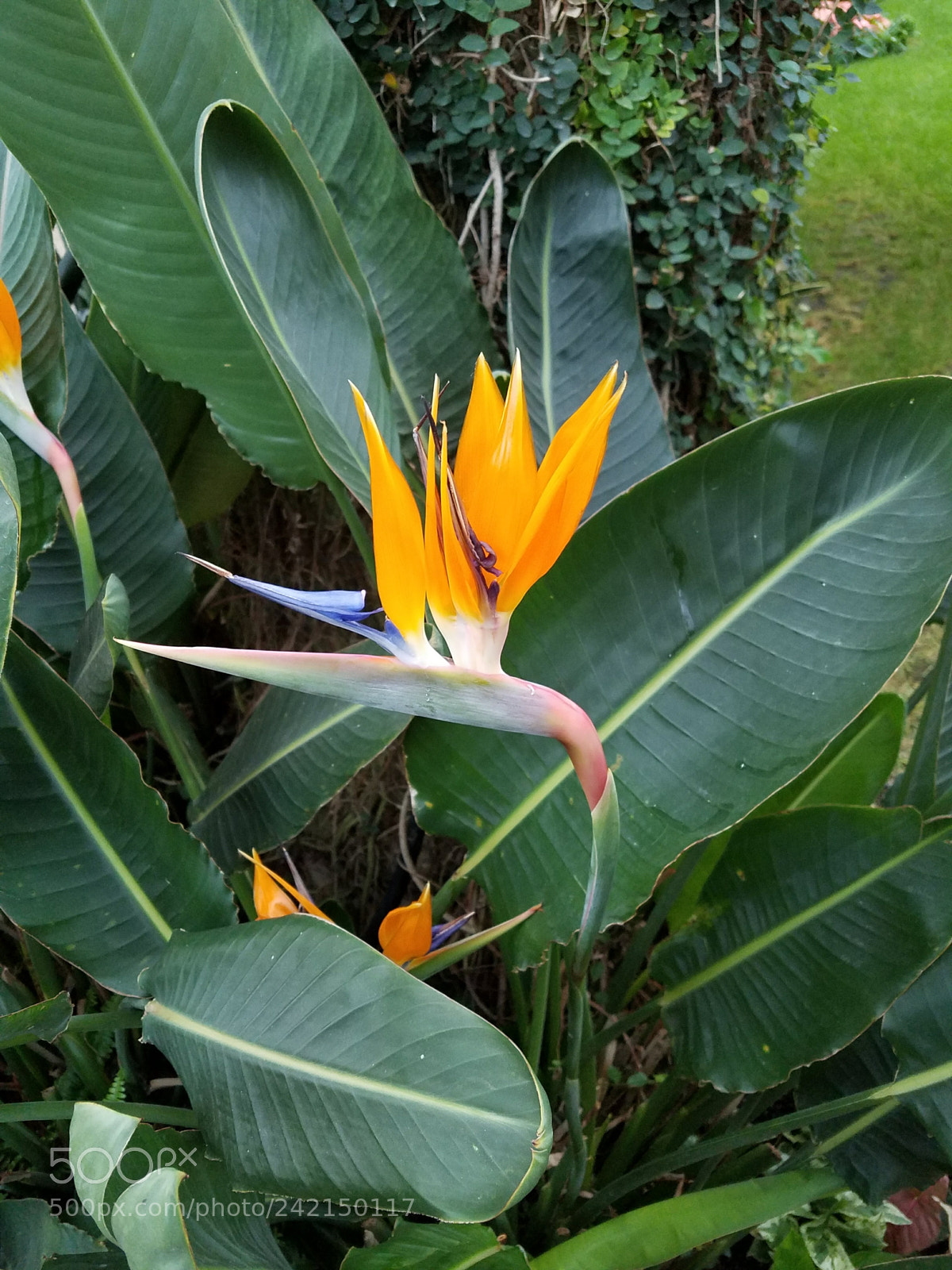 Samsung Galaxy S7 Edge sample photo. Bird of paradise photography
