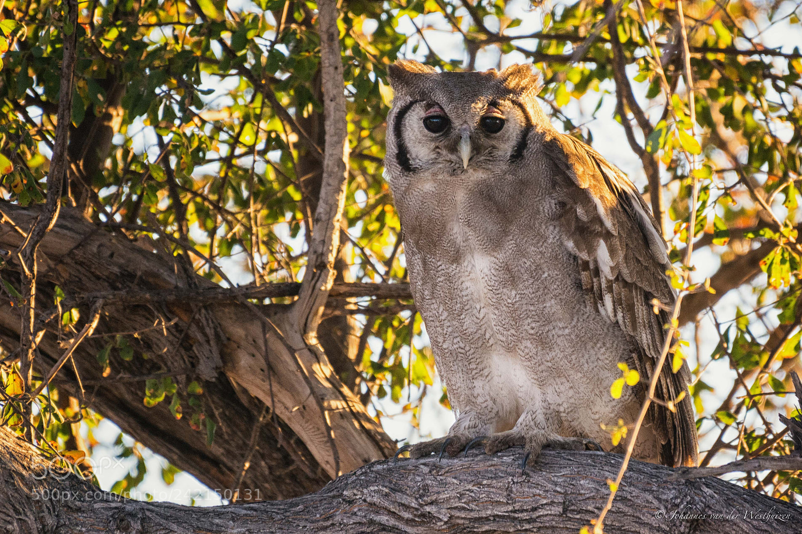 Nikon D7100 sample photo. Verreaux's eagle-owl photography