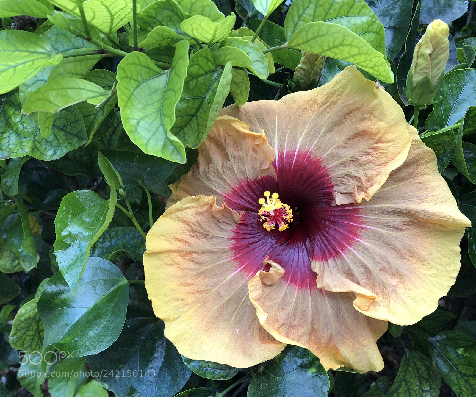 Apple iPhone X sample photo. Chilling in maui photography