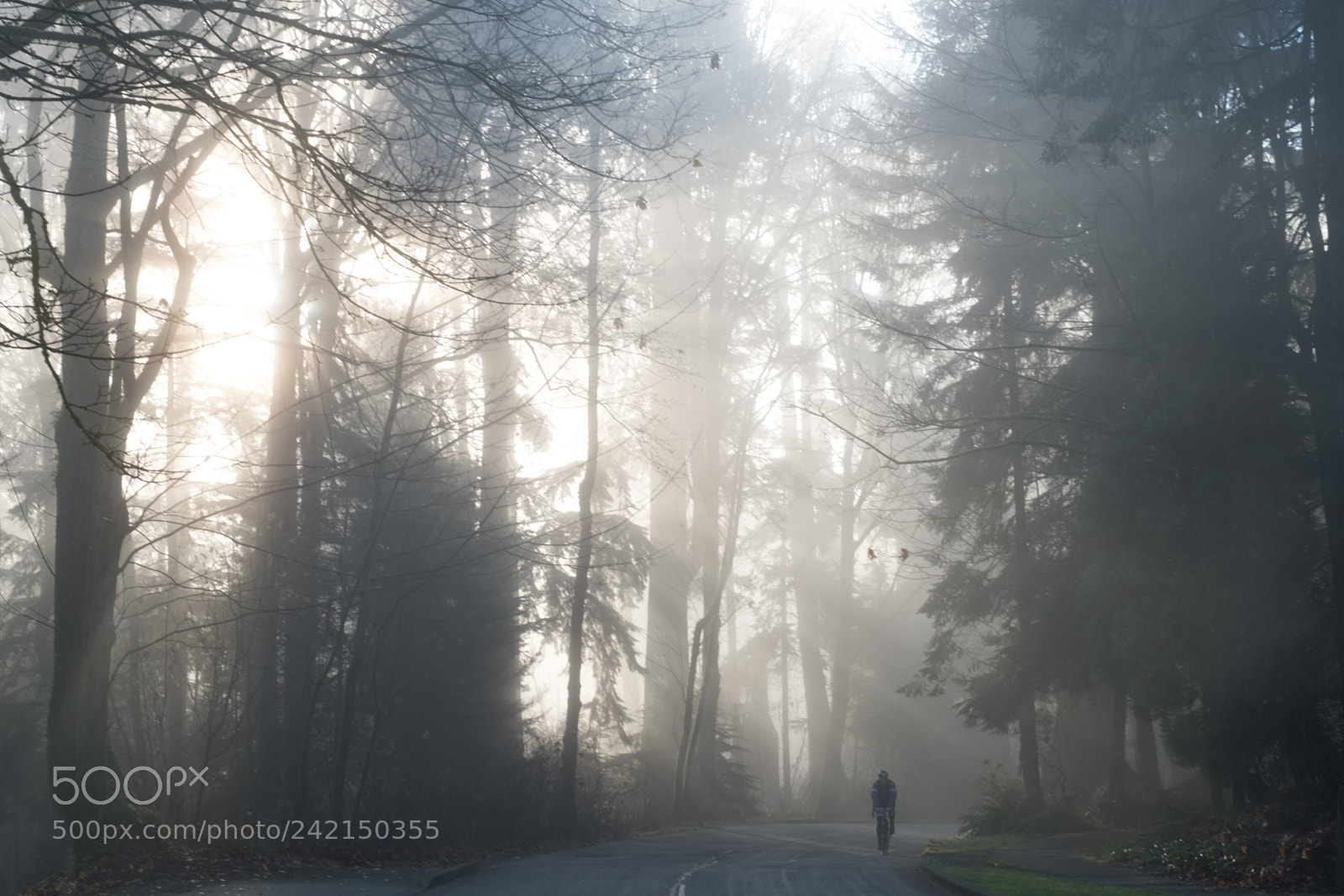 Fujifilm X-Pro2 sample photo. Cycling in stanley park photography