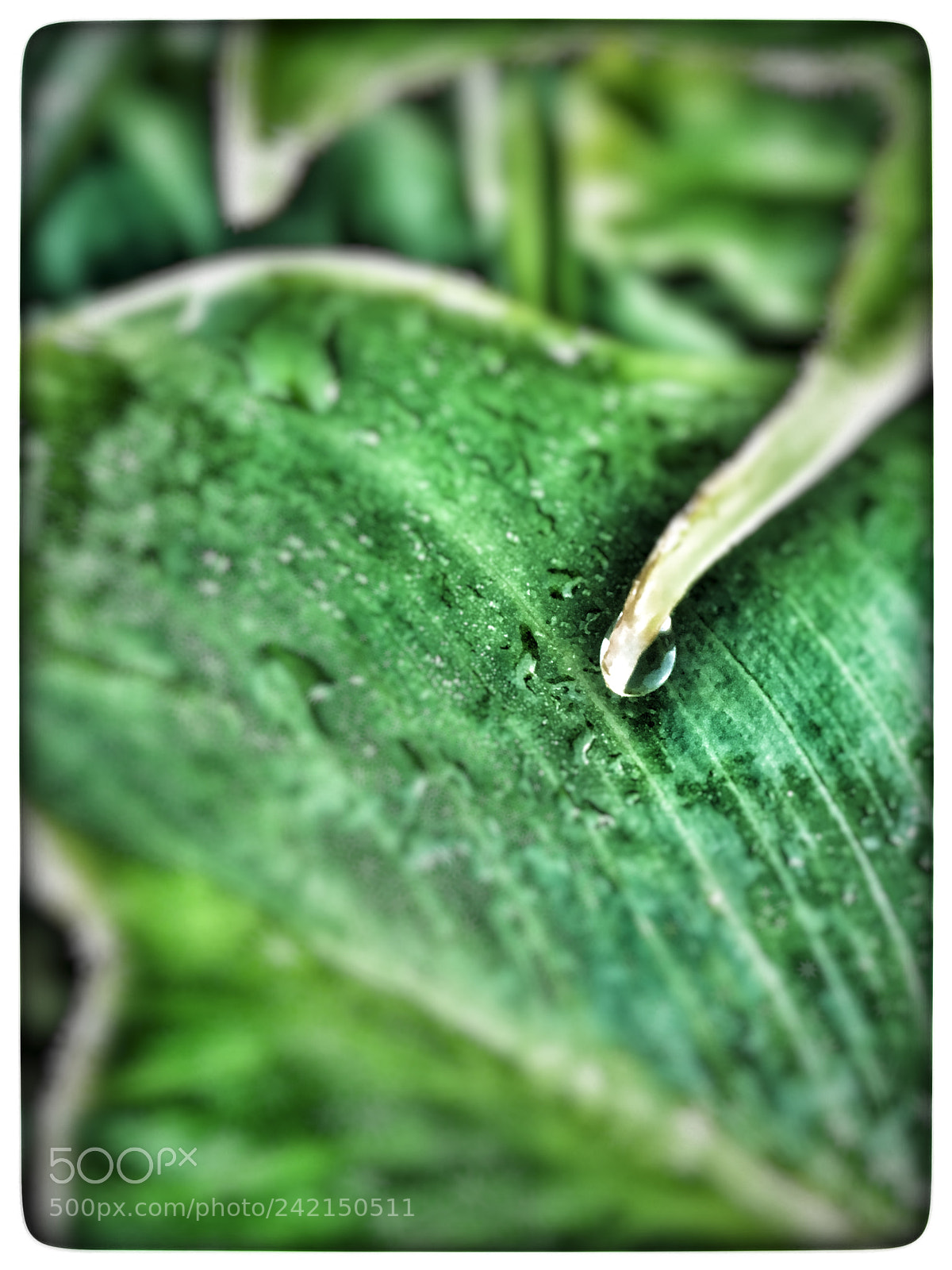 Apple iPhone 6s sample photo. Untitled photography