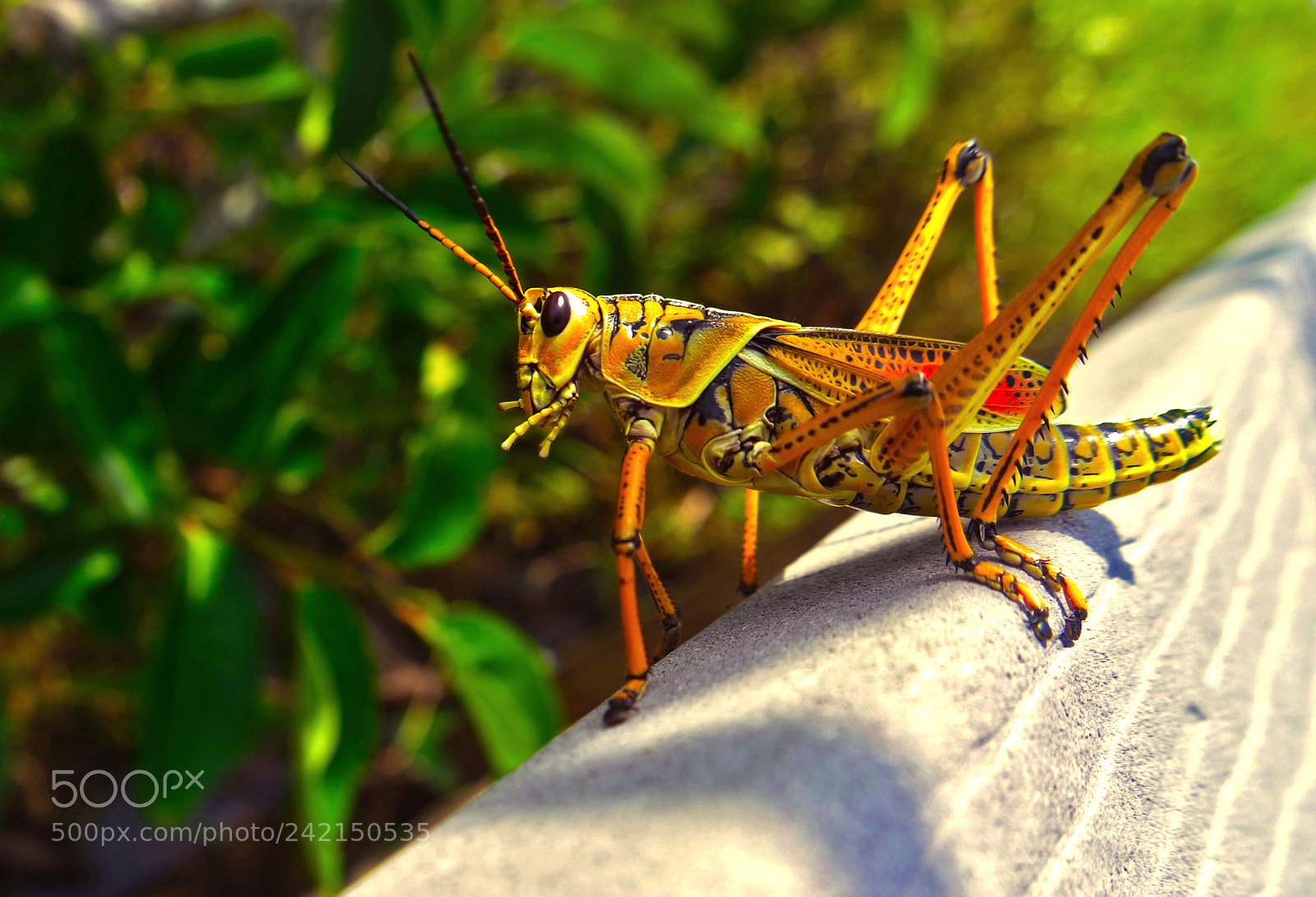 Samsung NX3000 sample photo. Hopper photography