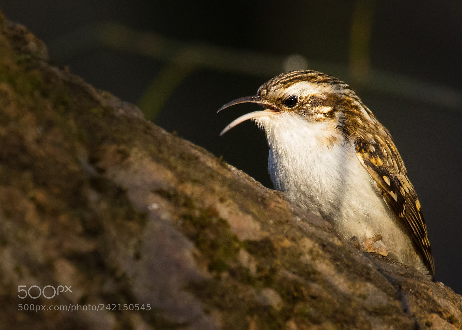 Canon EOS 7D Mark II sample photo. Treecreeper photography