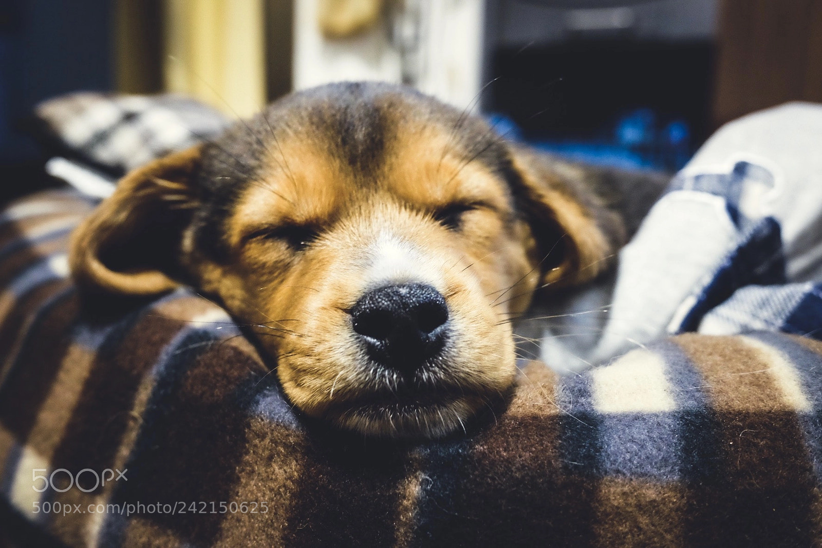 Fujifilm X70 sample photo. Endless love, beagle puppy photography