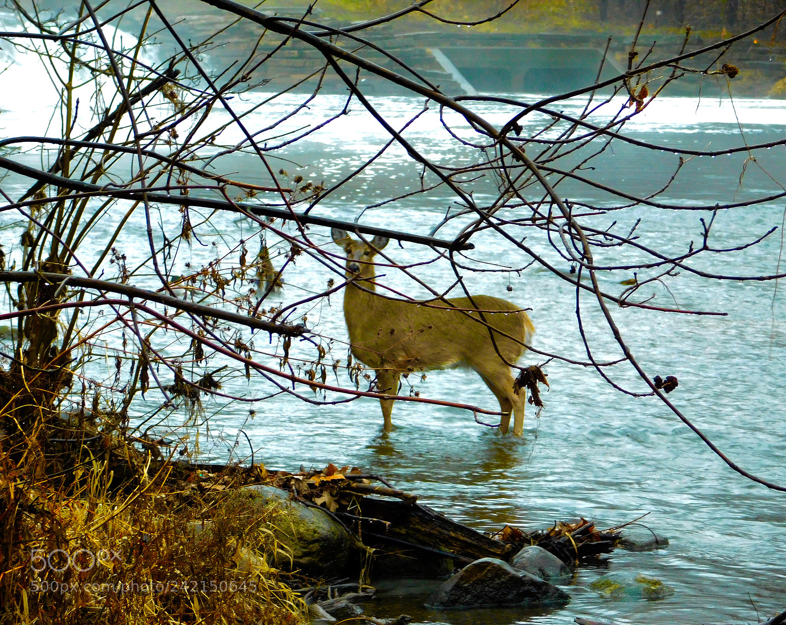 Nikon Coolpix L840 sample photo. Salt creek deer photography