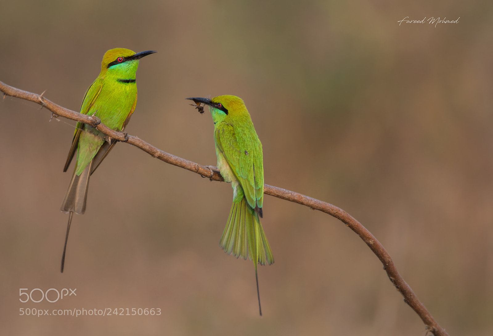 Nikon D7200 sample photo. Love birds photography