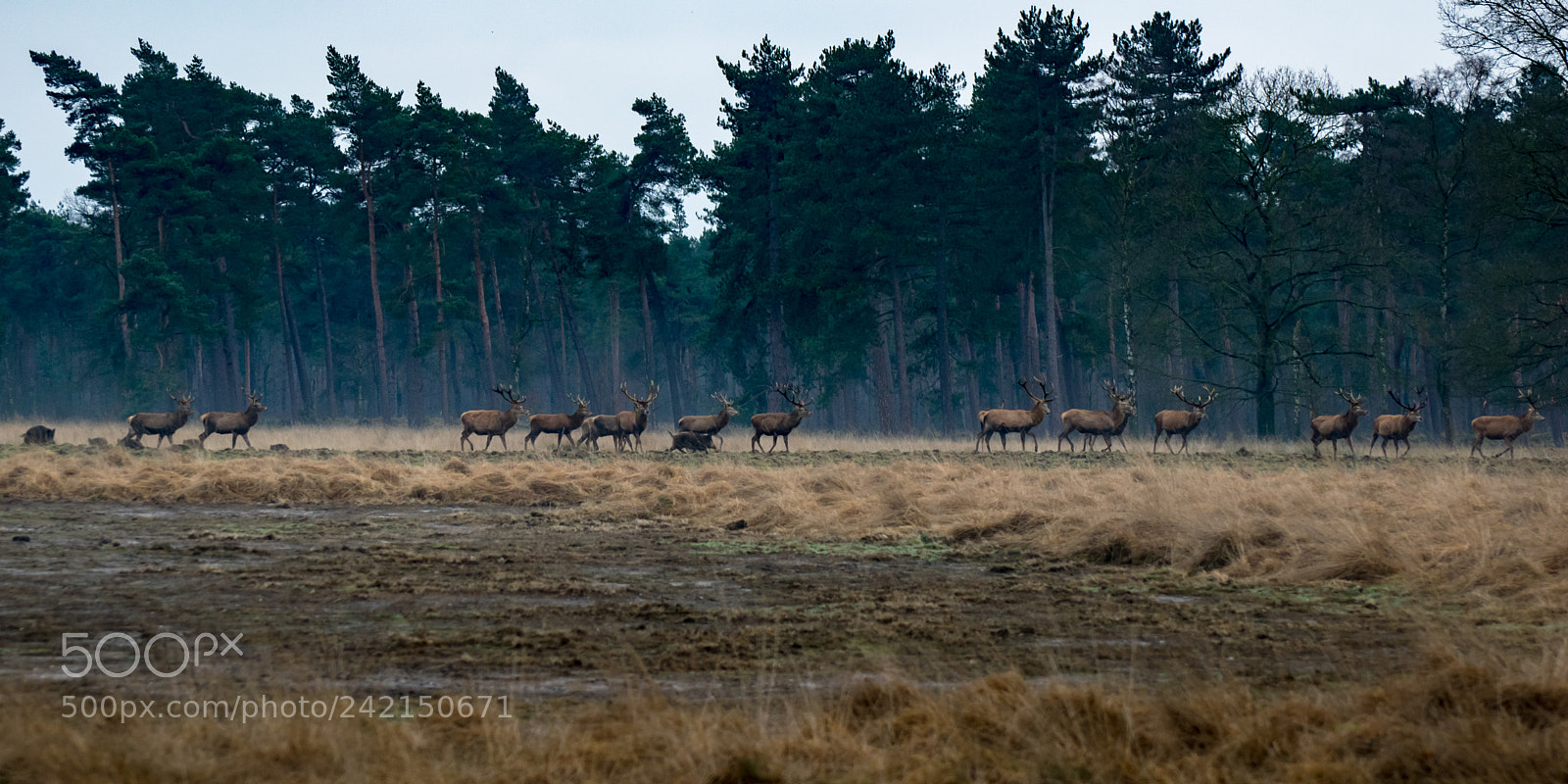 Nikon D5300 sample photo. Flock red deer  photography