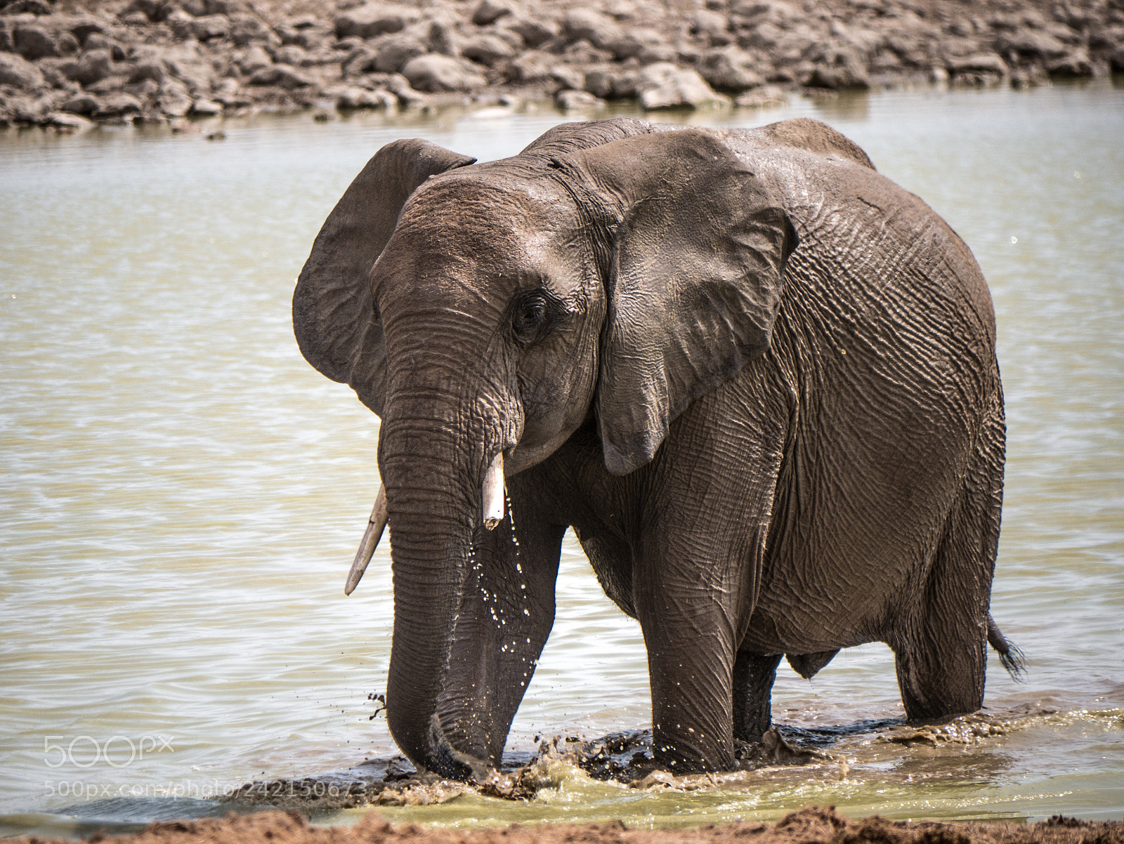 Panasonic DMC-G70 sample photo. Elephant's crossing the water photography