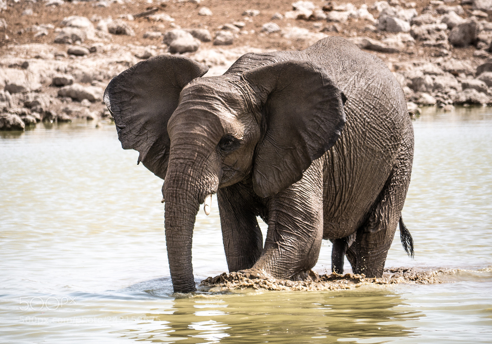 Panasonic DMC-G70 sample photo. Elephant's crossing the water photography