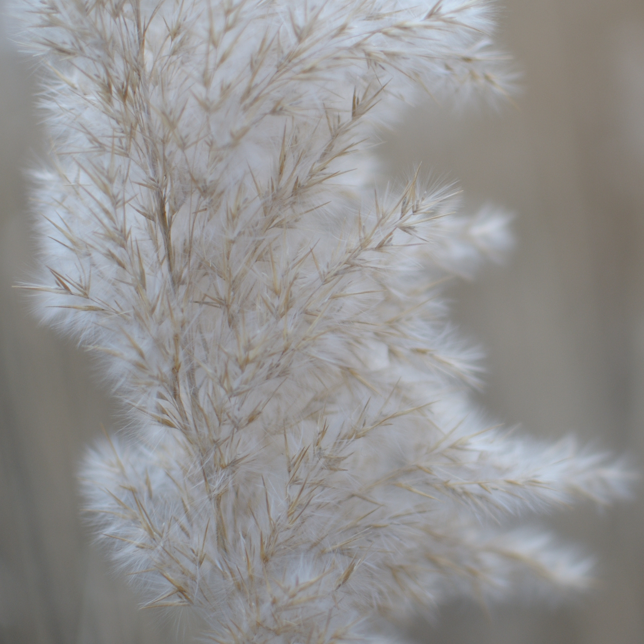 Nikon D300S + Nikon AF-S DX Nikkor 35mm F1.8G sample photo. Tenderness in brown photography