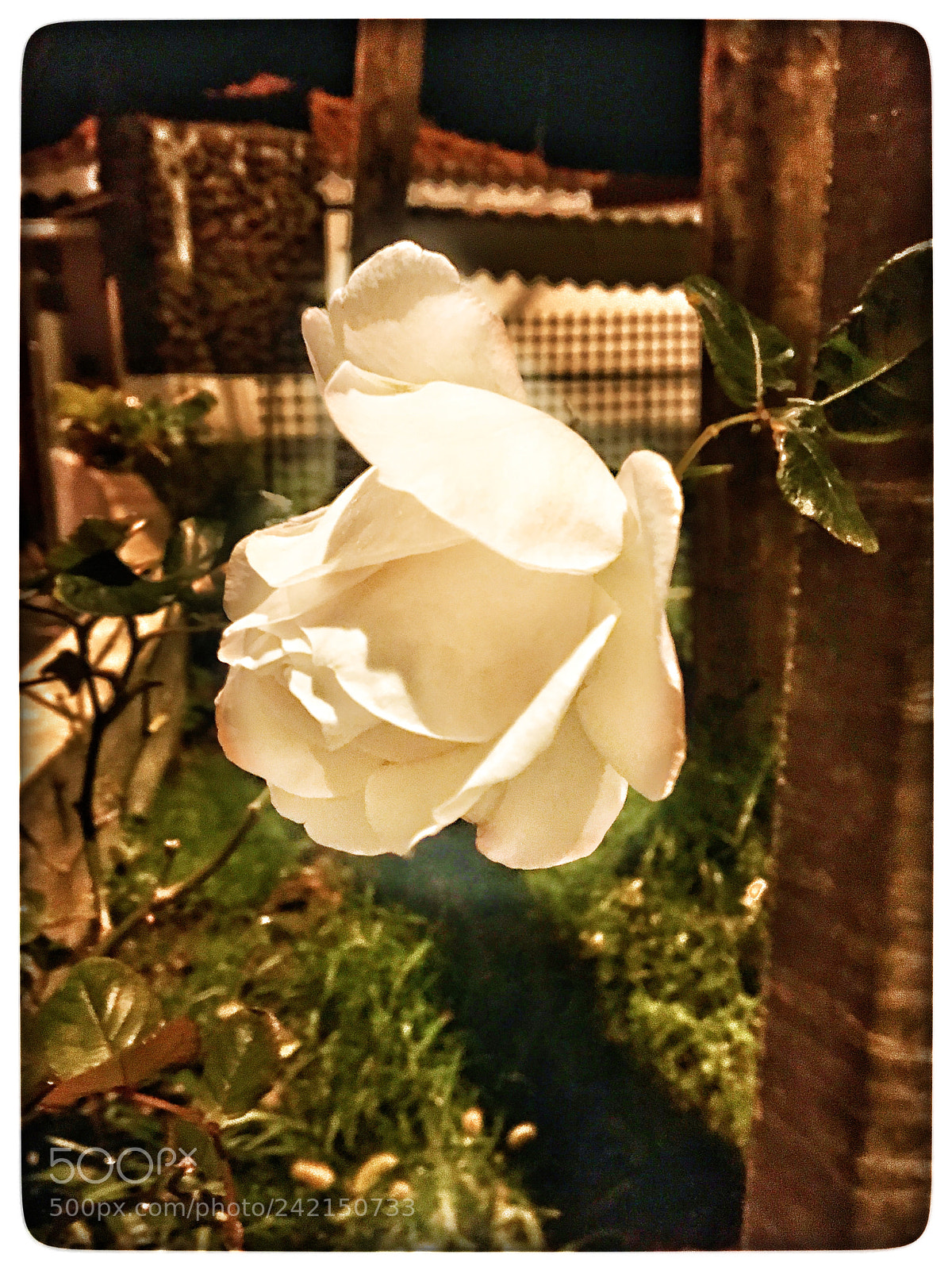 Apple iPhone 6s sample photo. Untitled photography