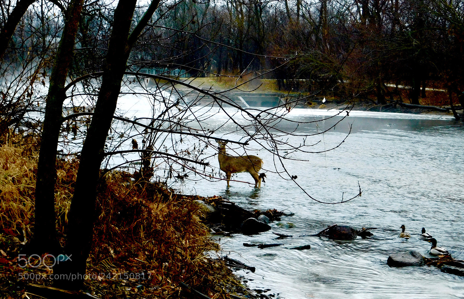 Nikon Coolpix L840 sample photo. A doe a deer photography