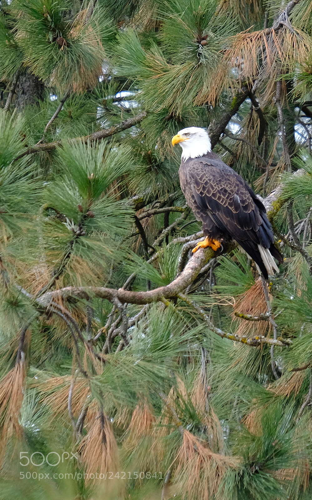 Fujifilm X-T2 sample photo. Bald eagle (haliaeetus leucocephalus) photography
