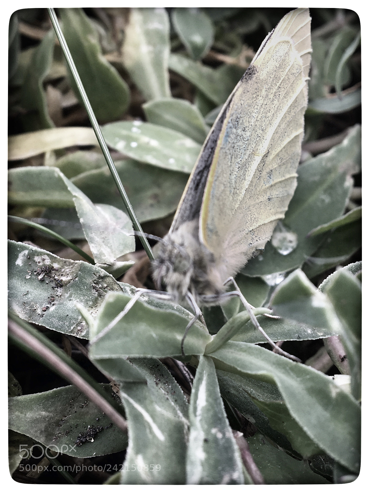 Apple iPhone 6s sample photo. Untitled photography