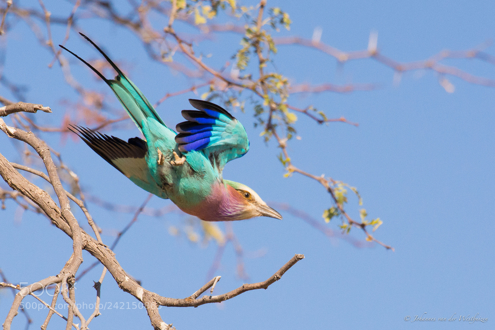 Nikon D7100 sample photo. Lylac-breasted roller photography