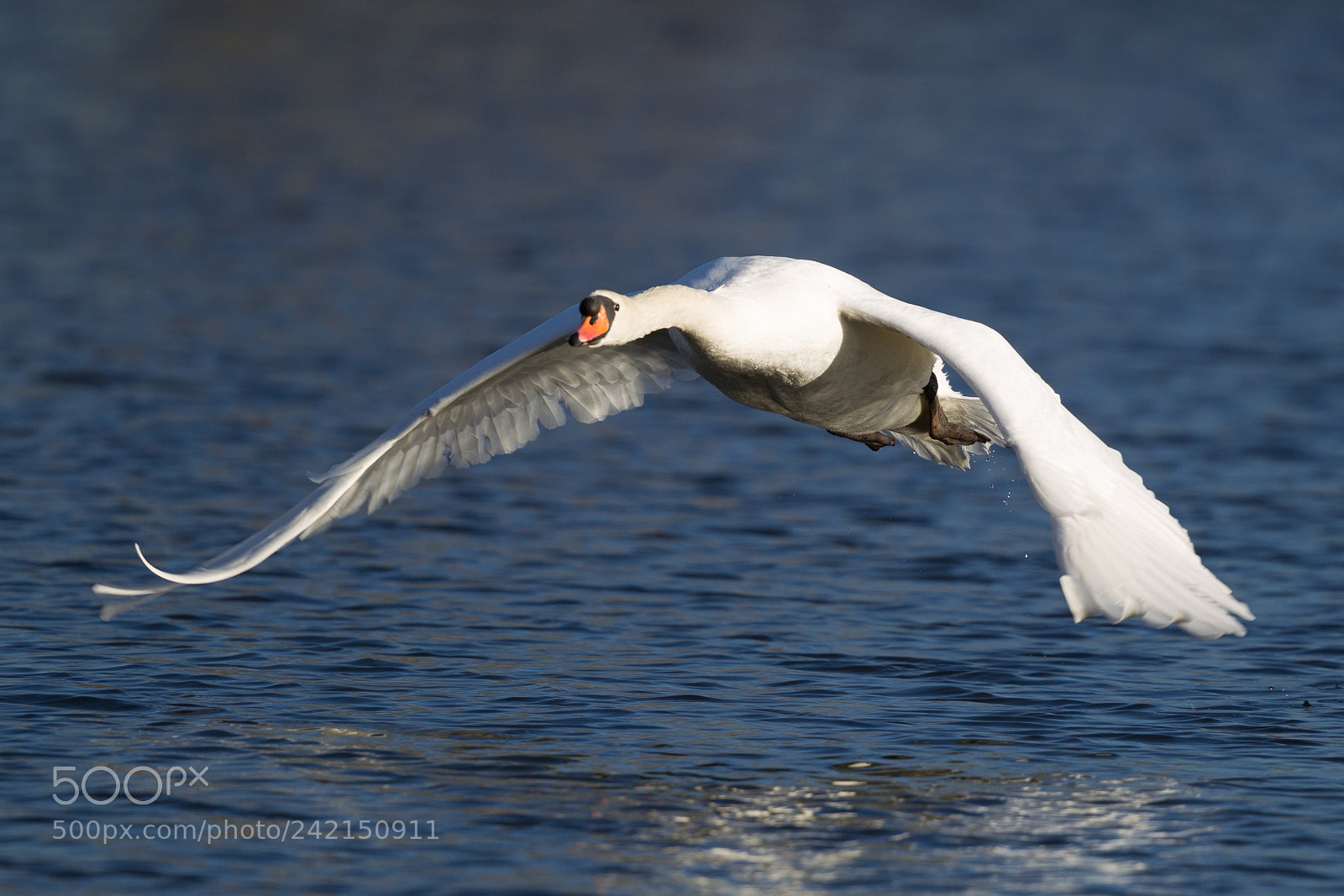 Canon EOS-1D Mark IV sample photo. Mute swan photography
