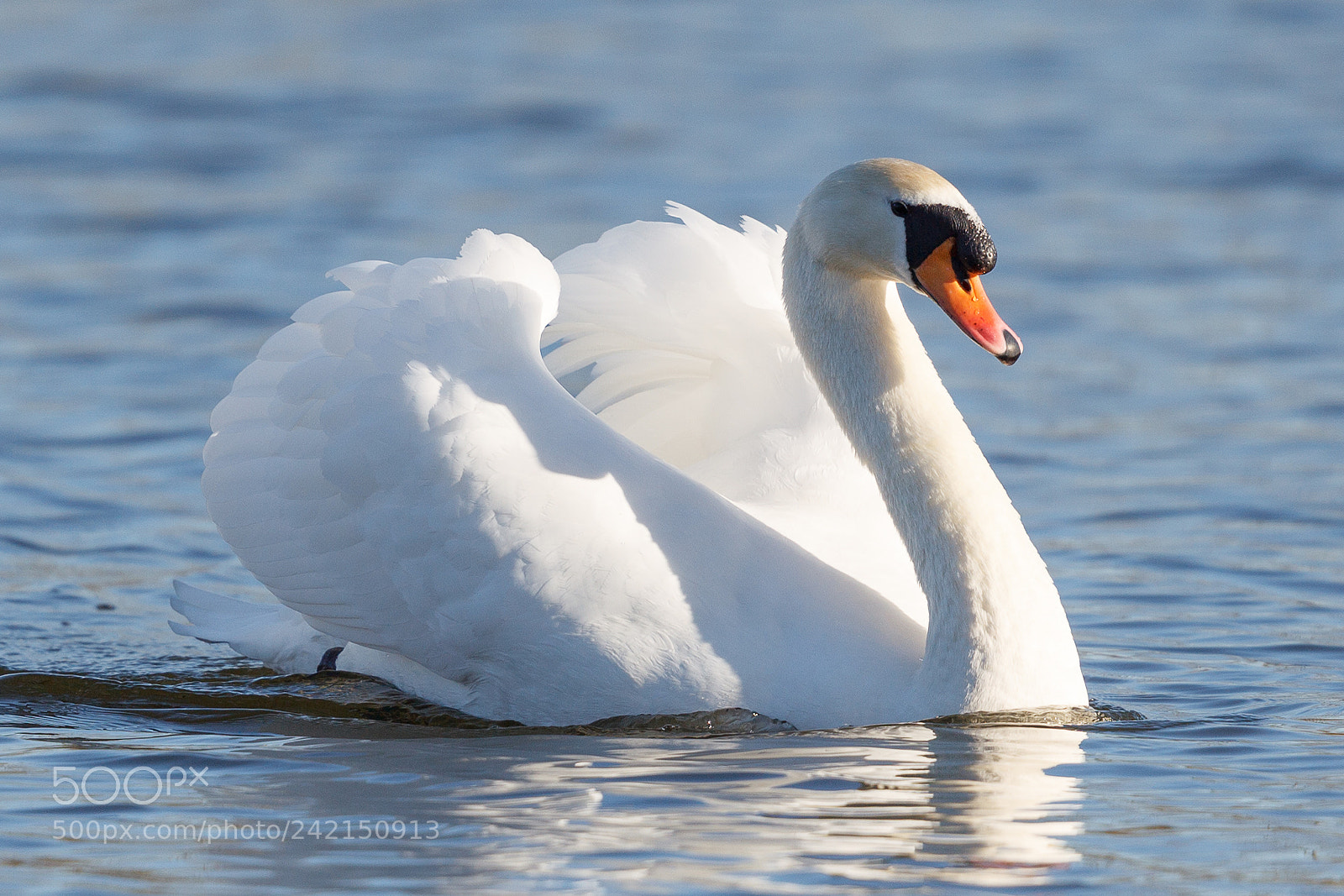 Canon EOS-1D Mark IV sample photo. Mute swan photography