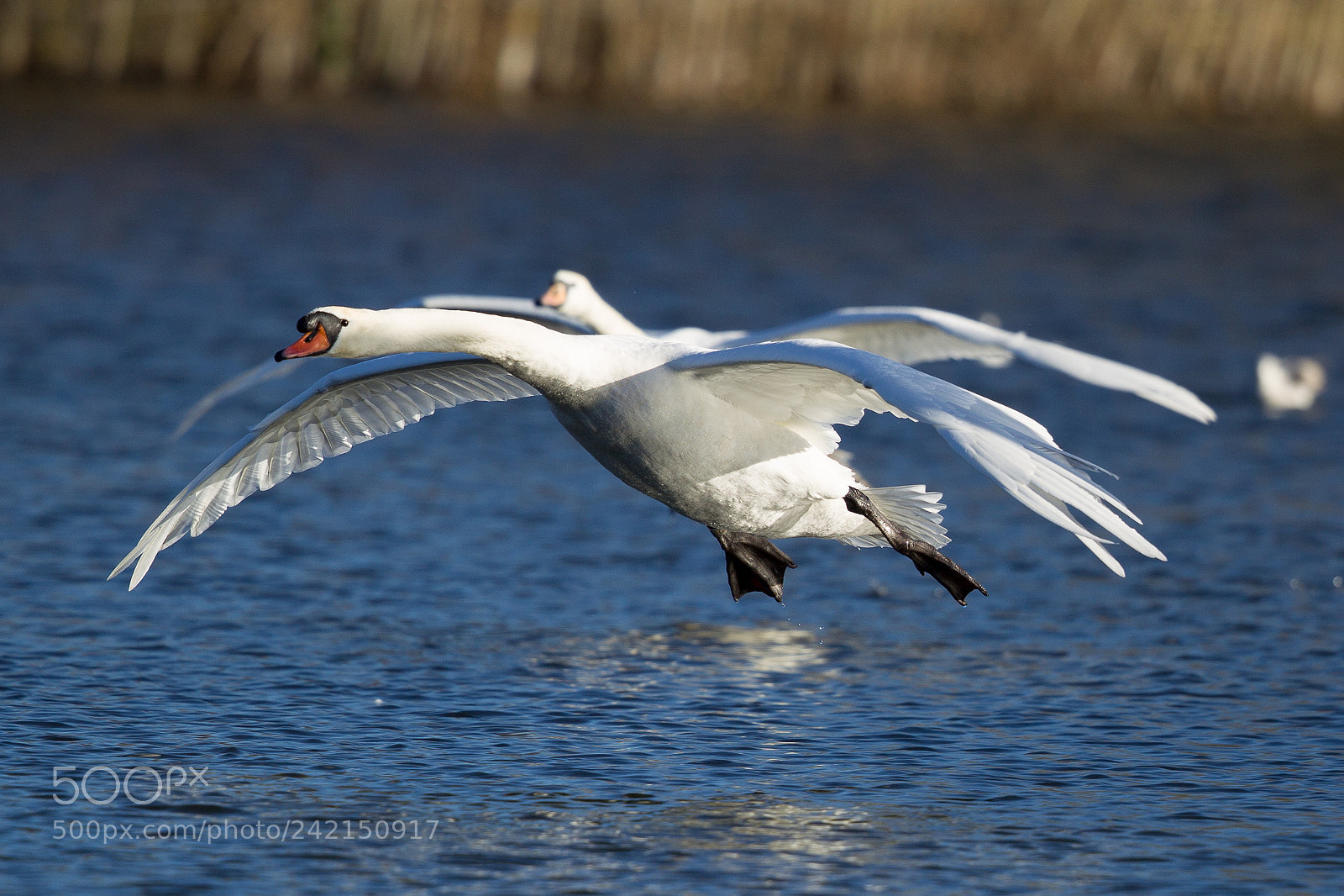 Canon EOS-1D Mark IV sample photo. Mute swan photography