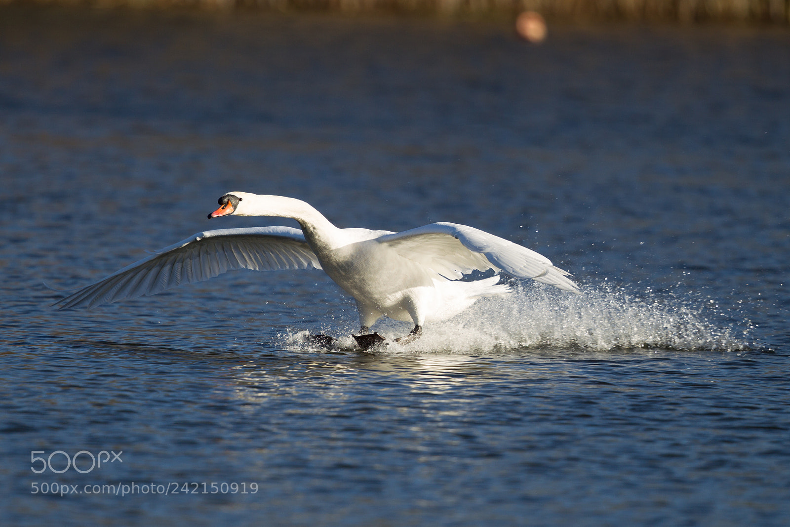 Canon EOS-1D Mark IV sample photo. Mute swan photography