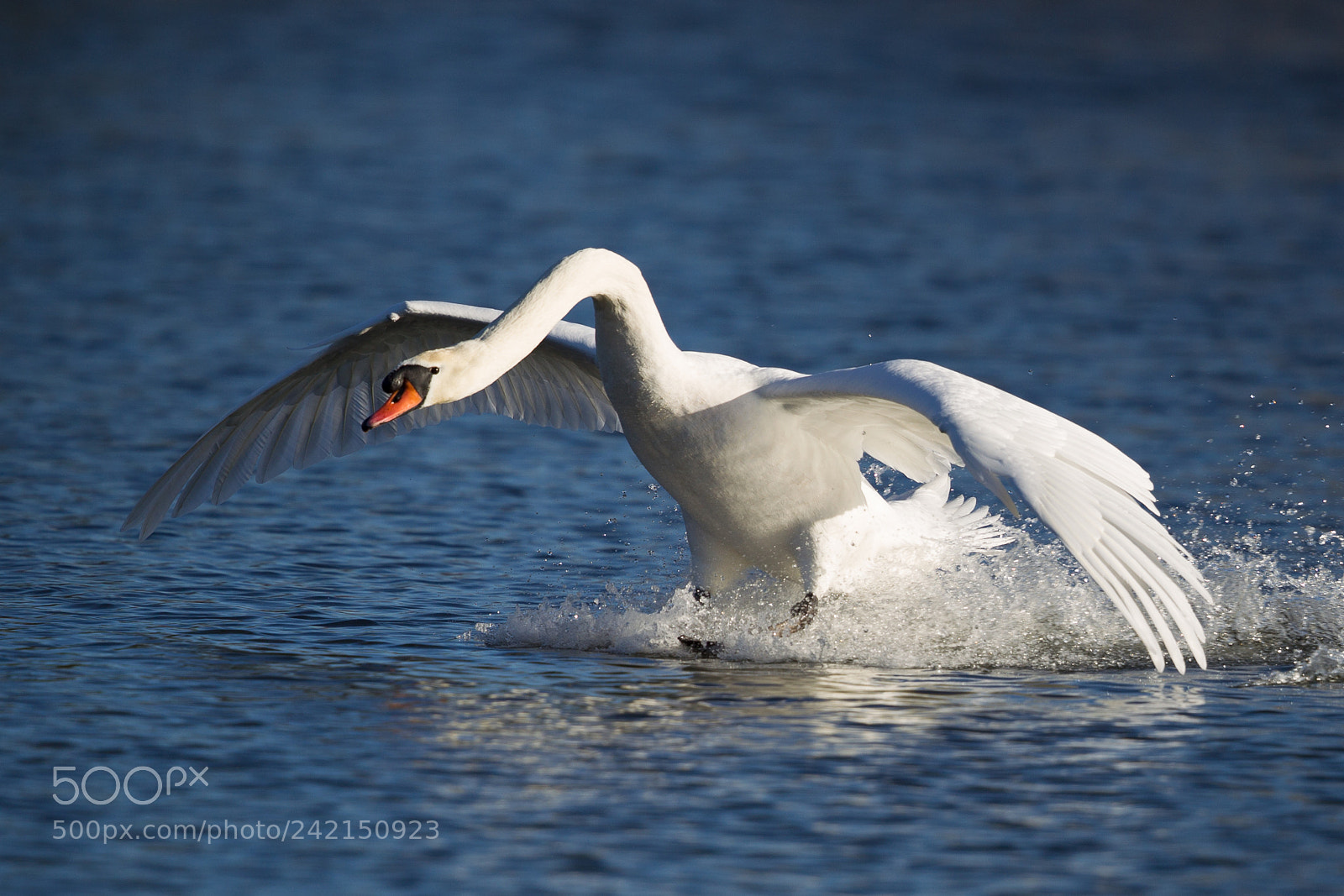Canon EOS-1D Mark IV sample photo. Mute swan photography