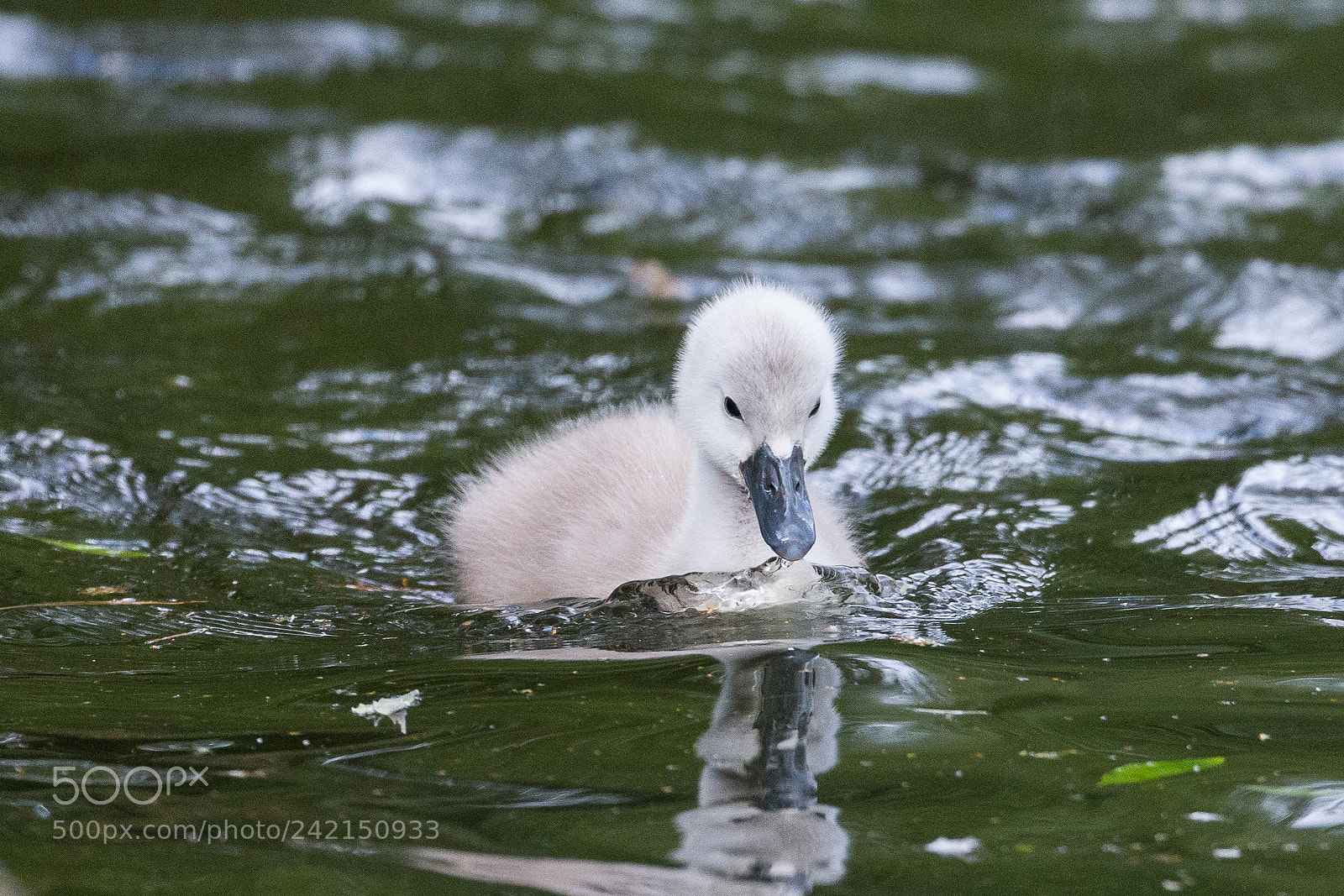 Canon EOS-1D X sample photo. Mute swan photography