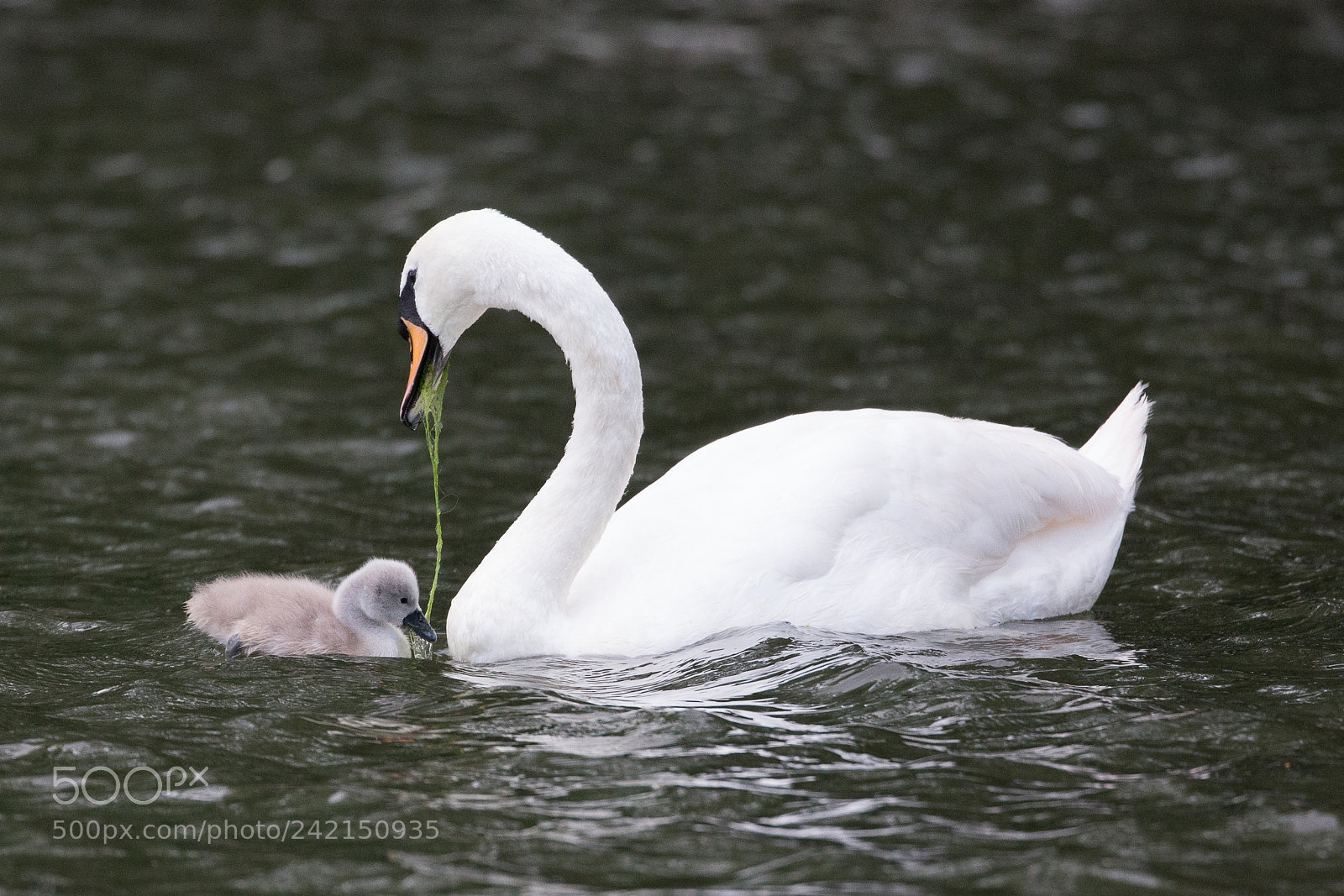 Canon EOS-1D X sample photo. Mute swan photography
