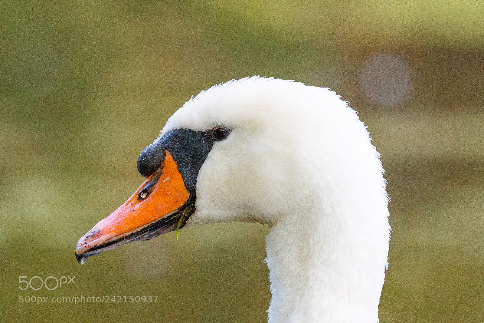 Canon EOS-1D X Mark II sample photo. Mute swan photography