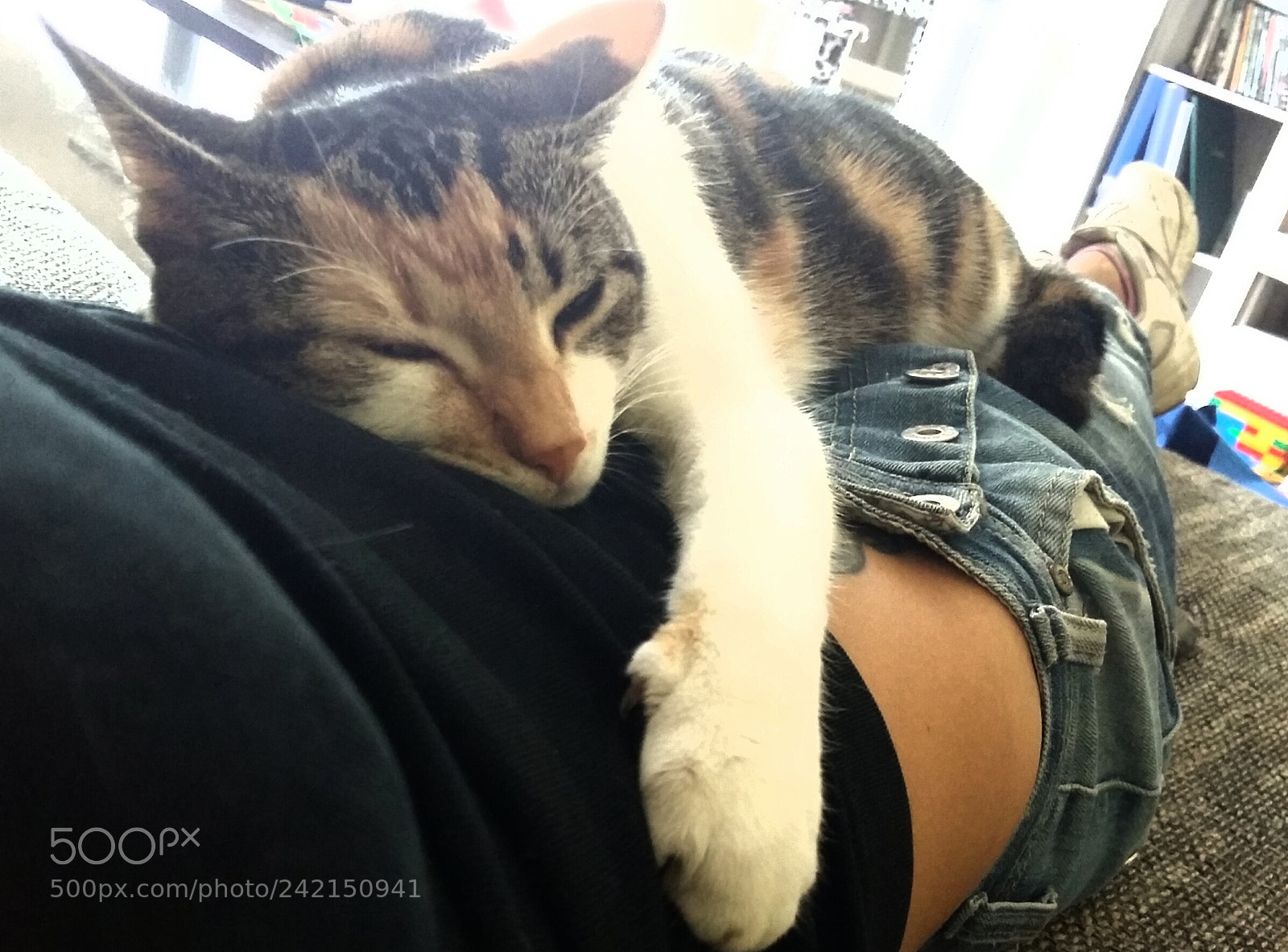 Samsung Galaxy A5 sample photo. Sleeping ginger photography