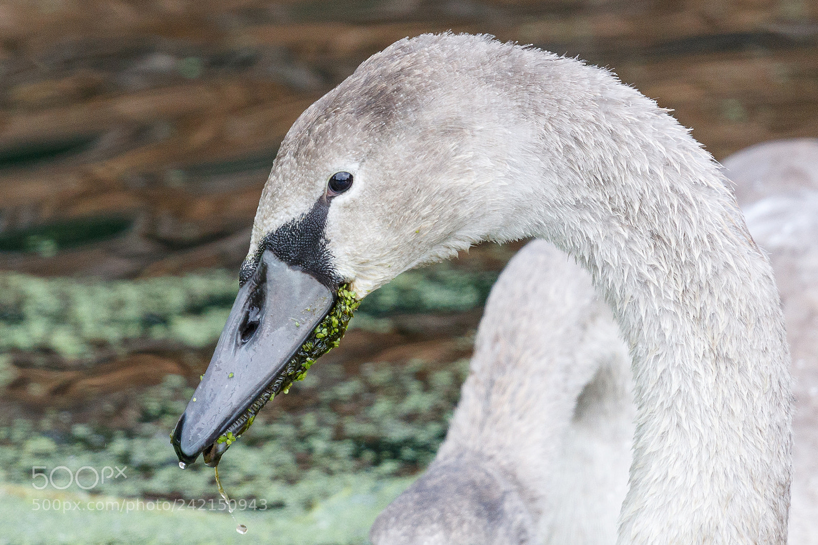 Canon EOS-1D X Mark II sample photo. Mute swan photography