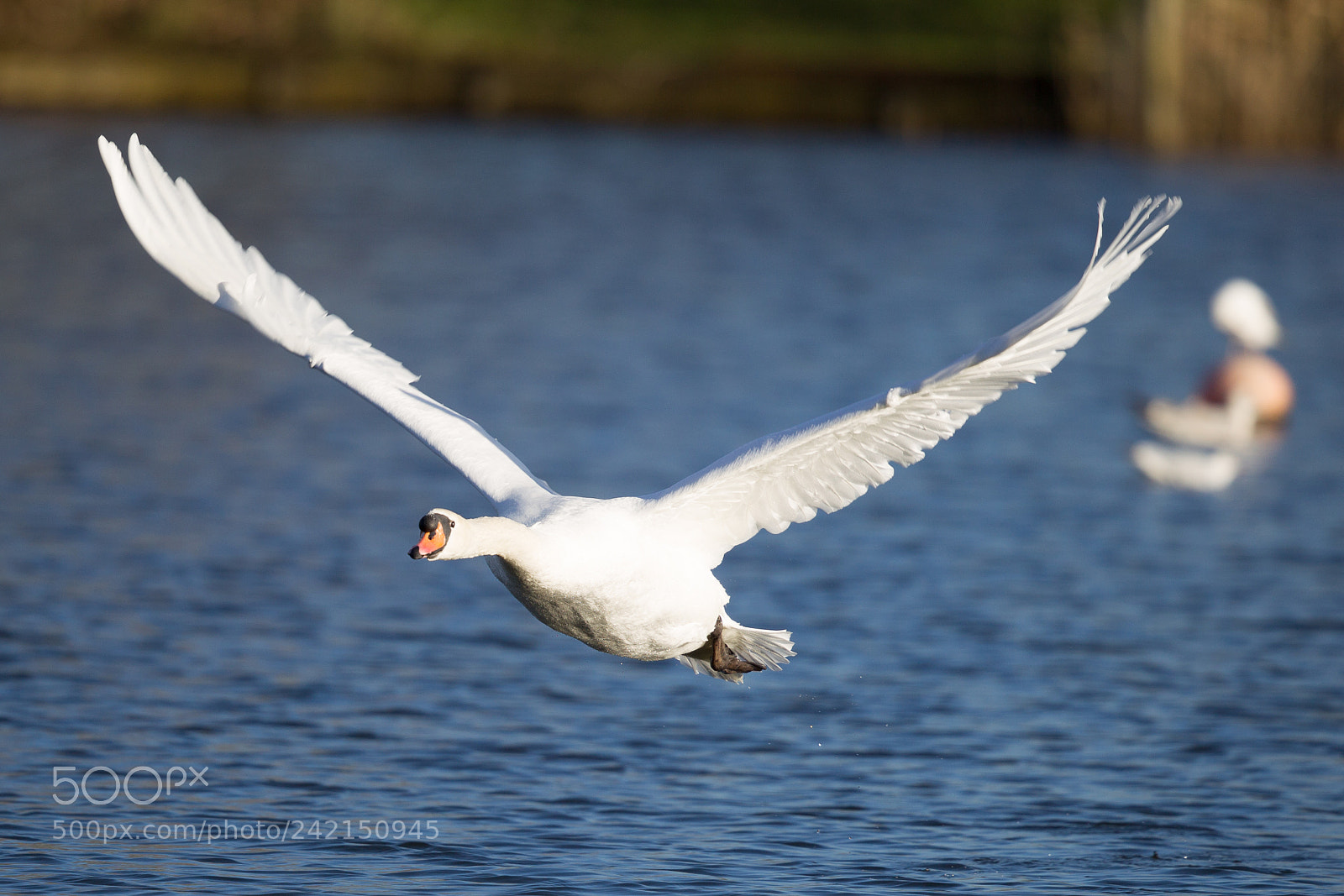 Canon EOS-1D Mark IV sample photo. Mute swan photography
