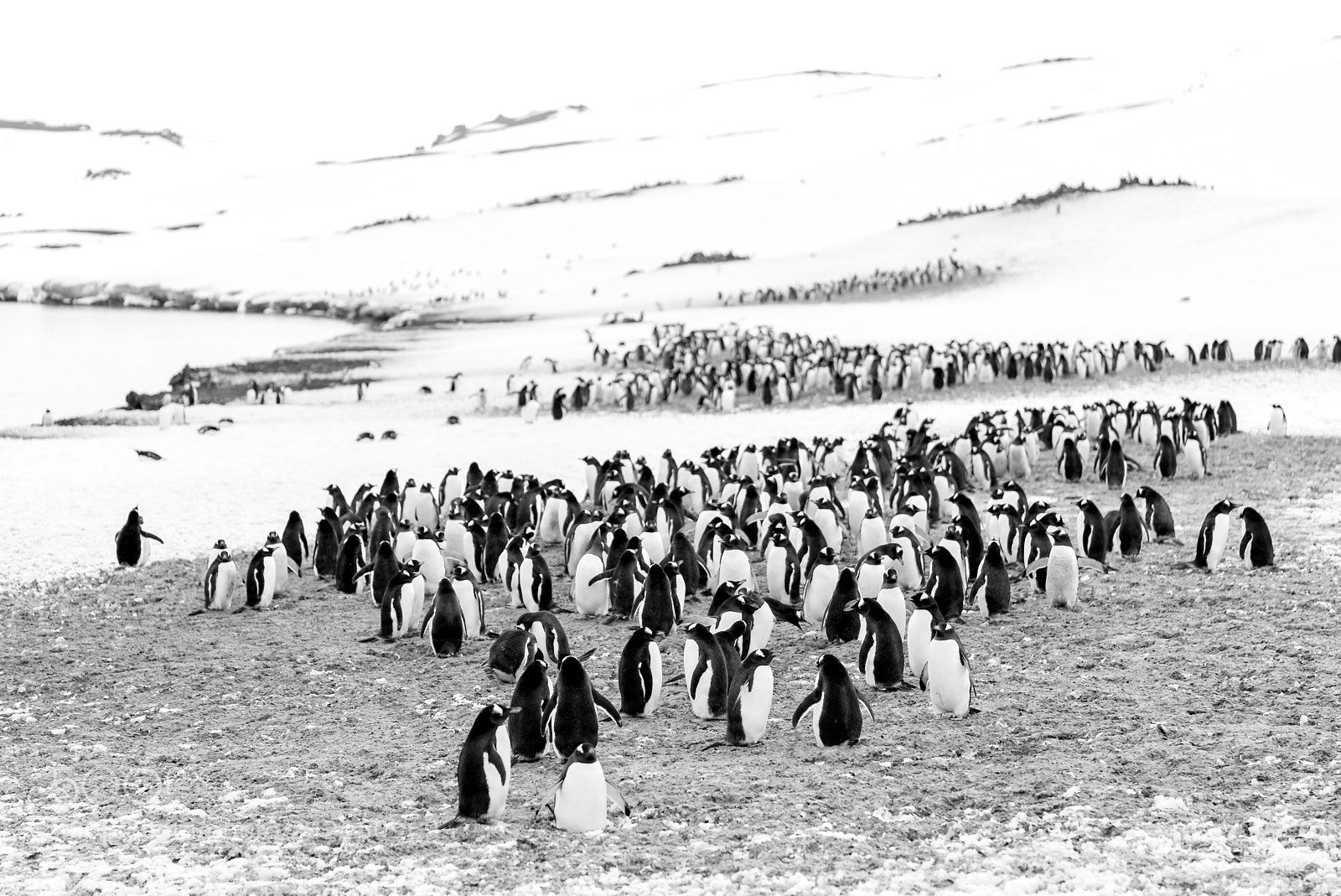 Sony a7S sample photo. Penguins in b/w photography
