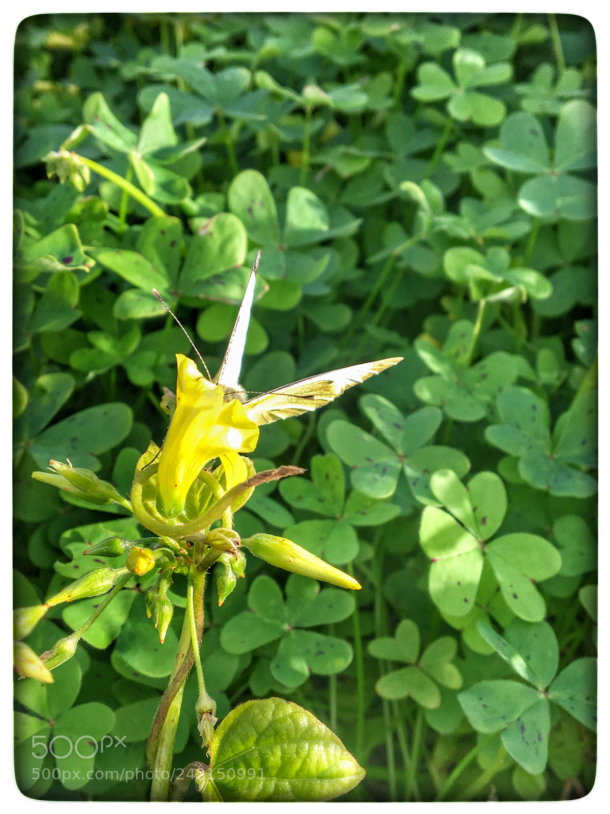 Apple iPhone 6s sample photo. Untitled photography
