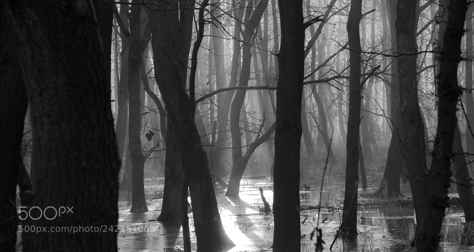 Canon EOS 750D (EOS Rebel T6i / EOS Kiss X8i) sample photo. Dark forrest photography