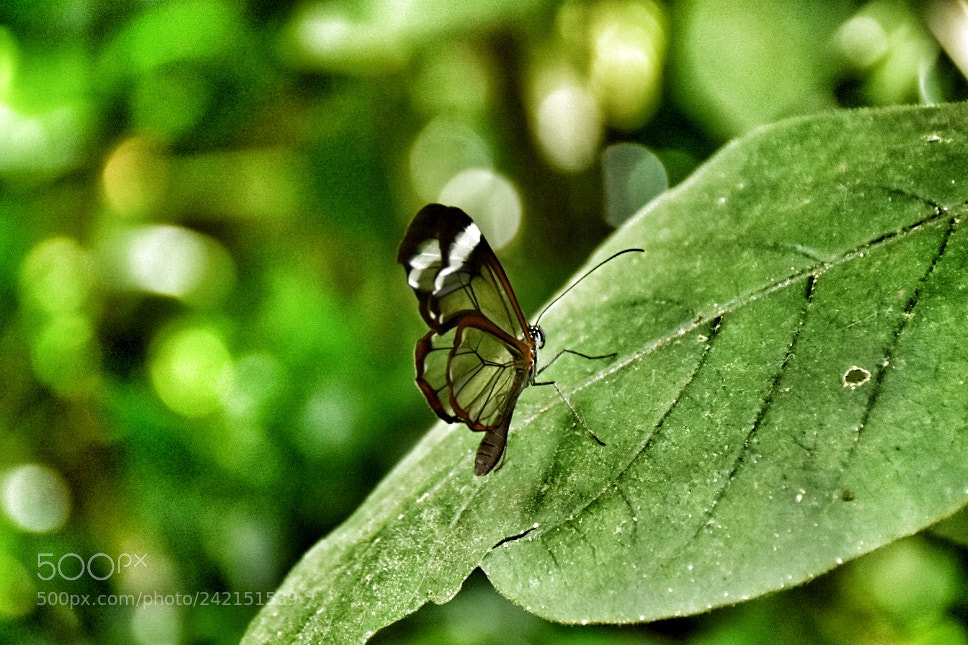 Nikon D7200 sample photo. Little wonder photography