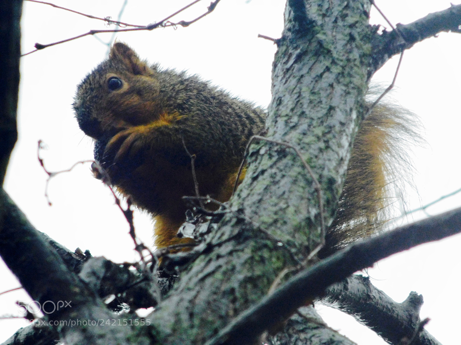 Nikon Coolpix L840 sample photo. Red squirrel photography