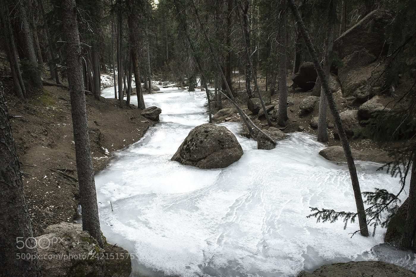Nikon D800 sample photo. Dry winter photography