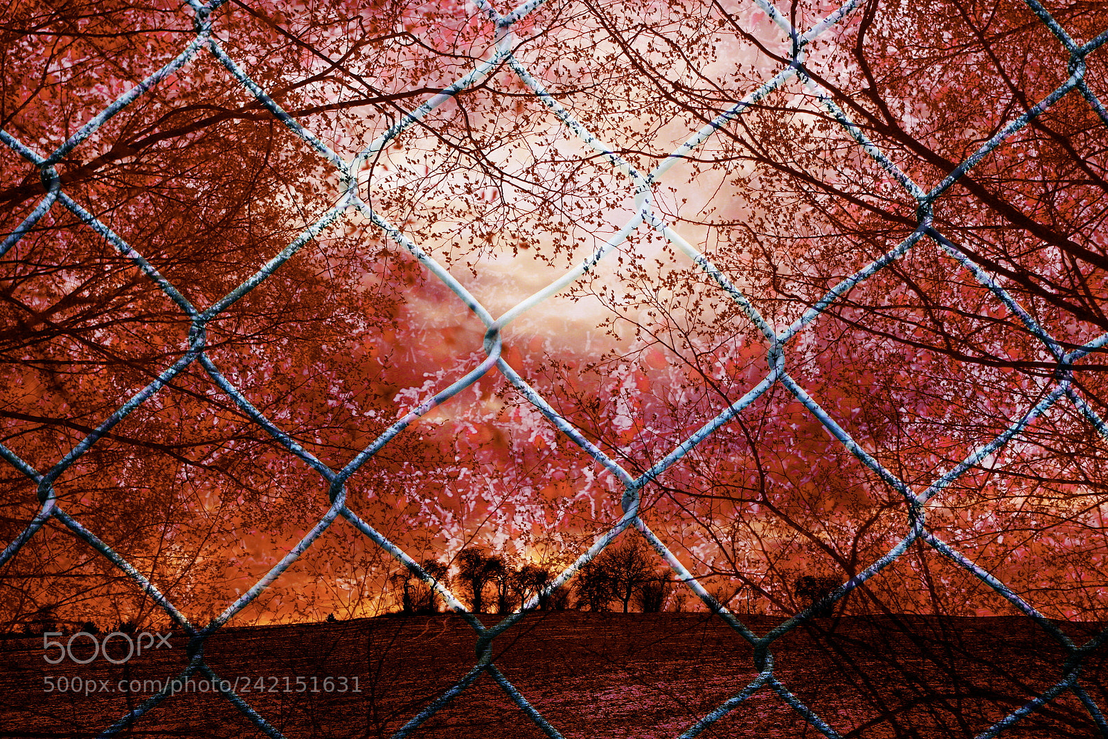 Canon EF-S 18-135mm F3.5-5.6 IS sample photo. Behind the fence photography