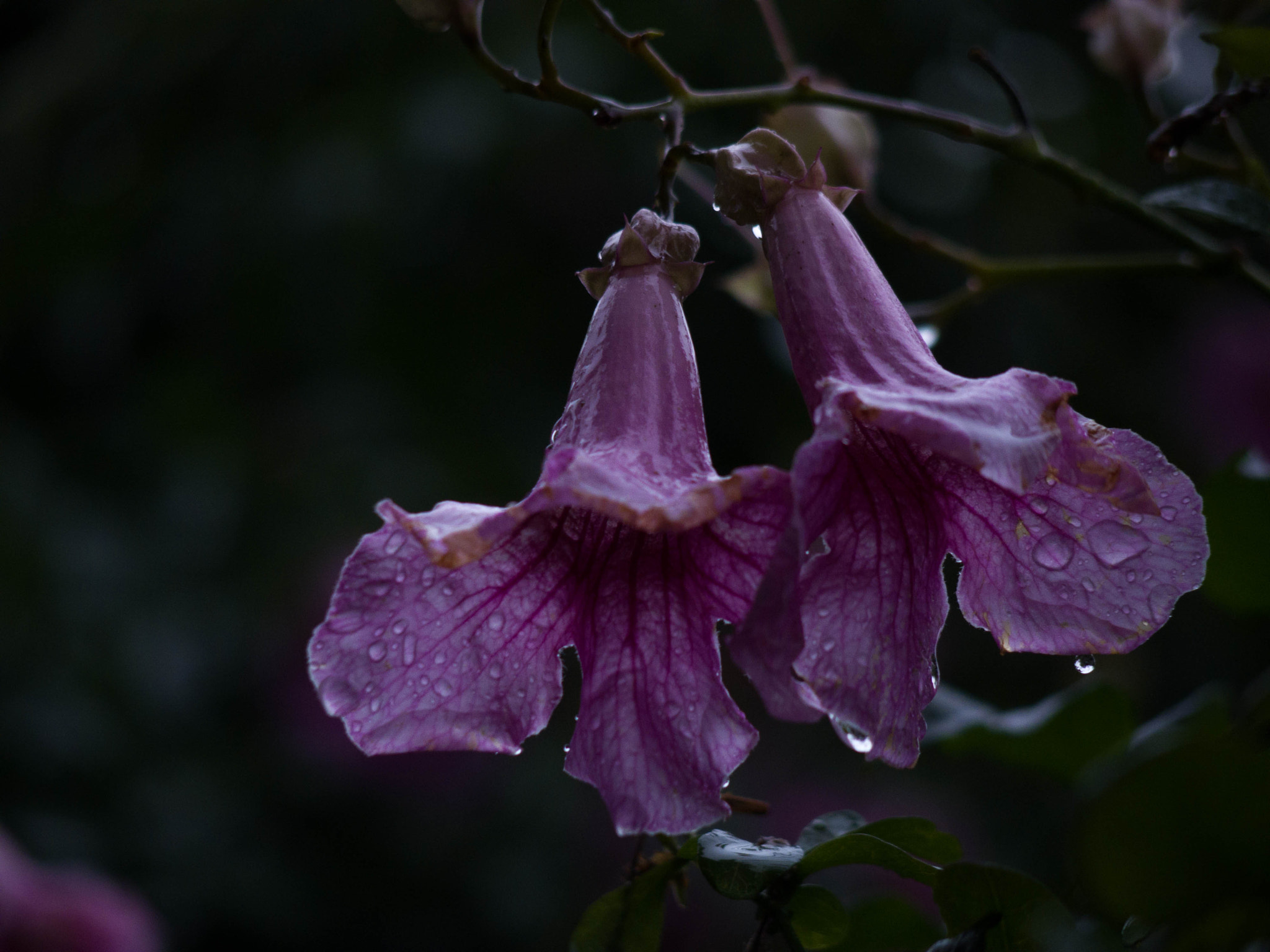 Pentax Q-S1 sample photo. Gotas de lluvia... photography