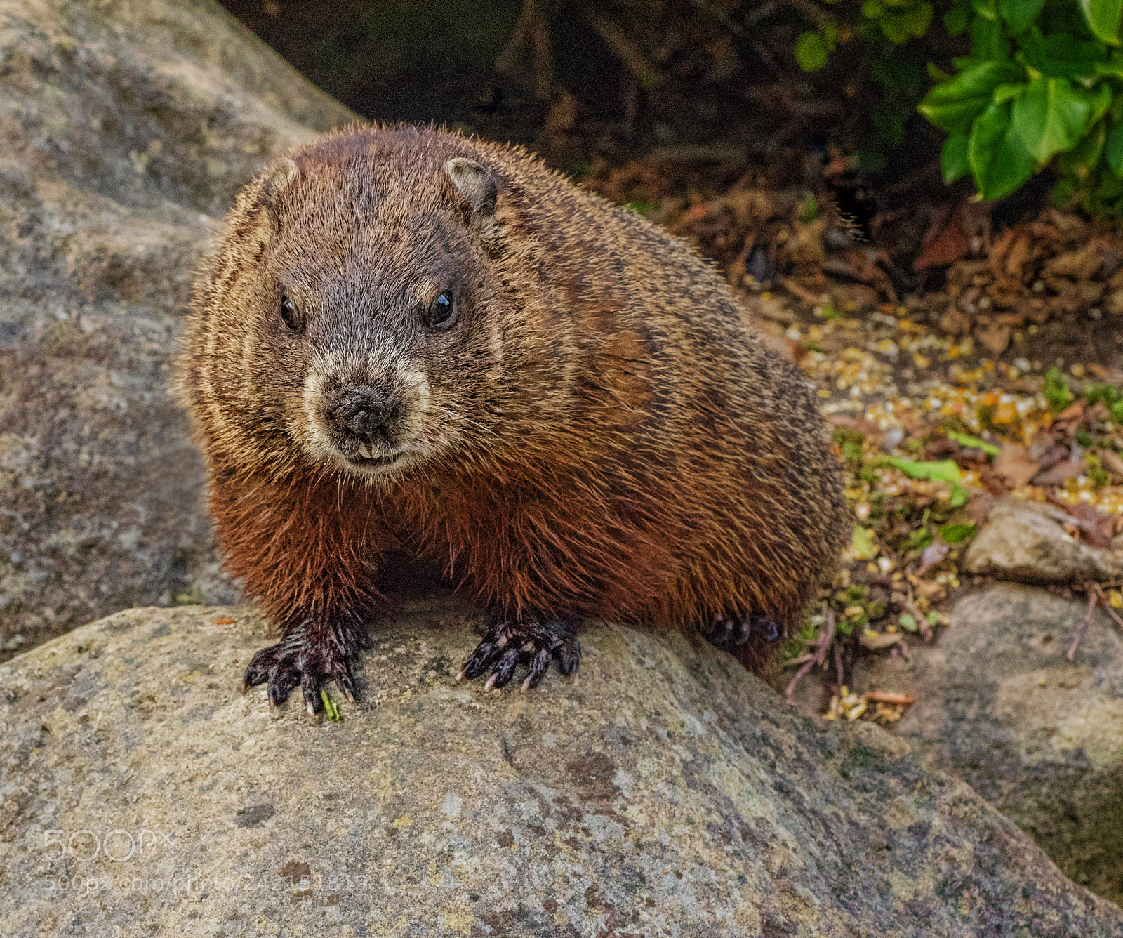 Olympus OM-D E-M1 sample photo. Groundhog on a rock photography