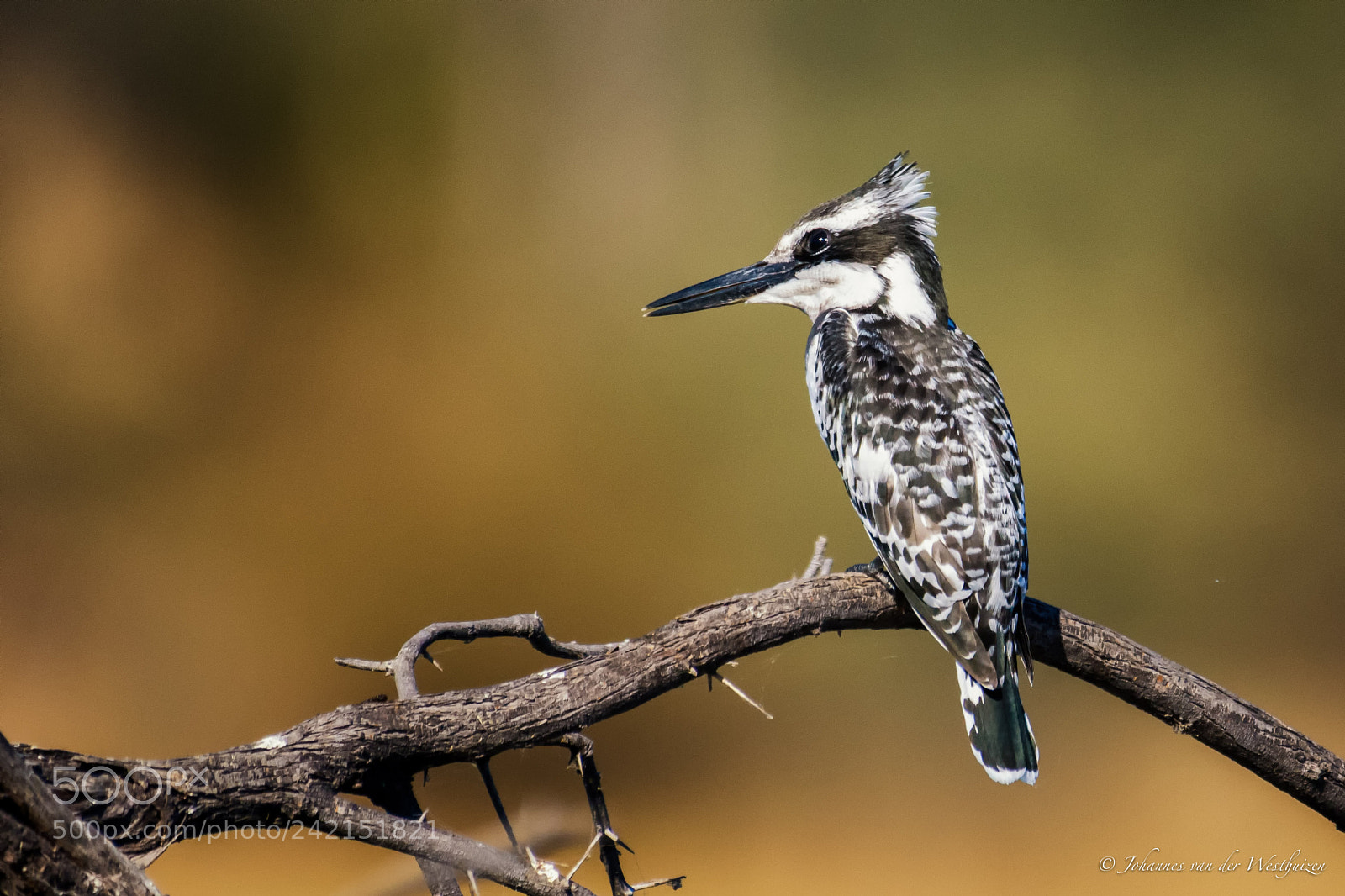 Nikon D7100 sample photo. Pied kingfisher photography