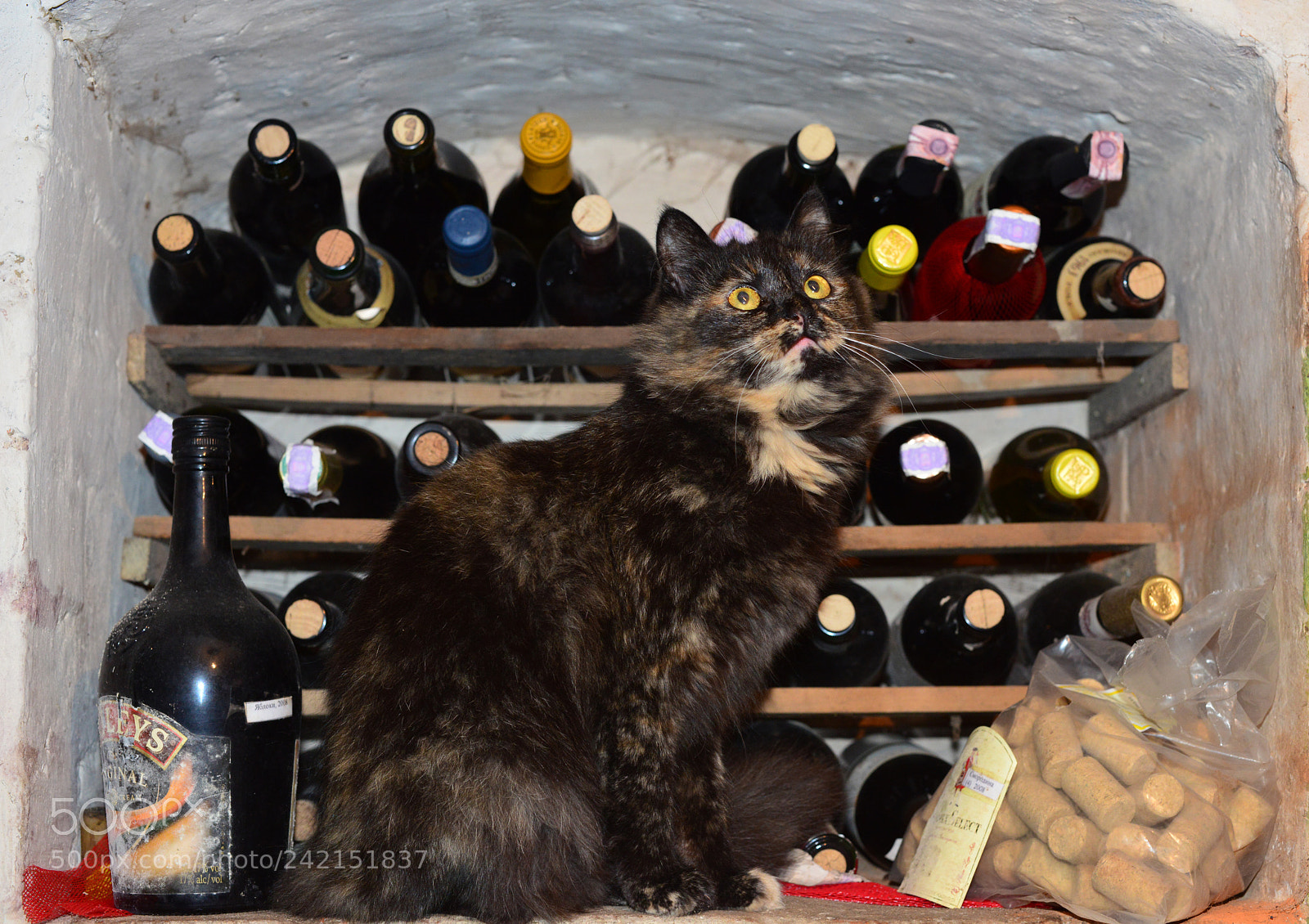 Nikon D800 sample photo. Dream about wine photography