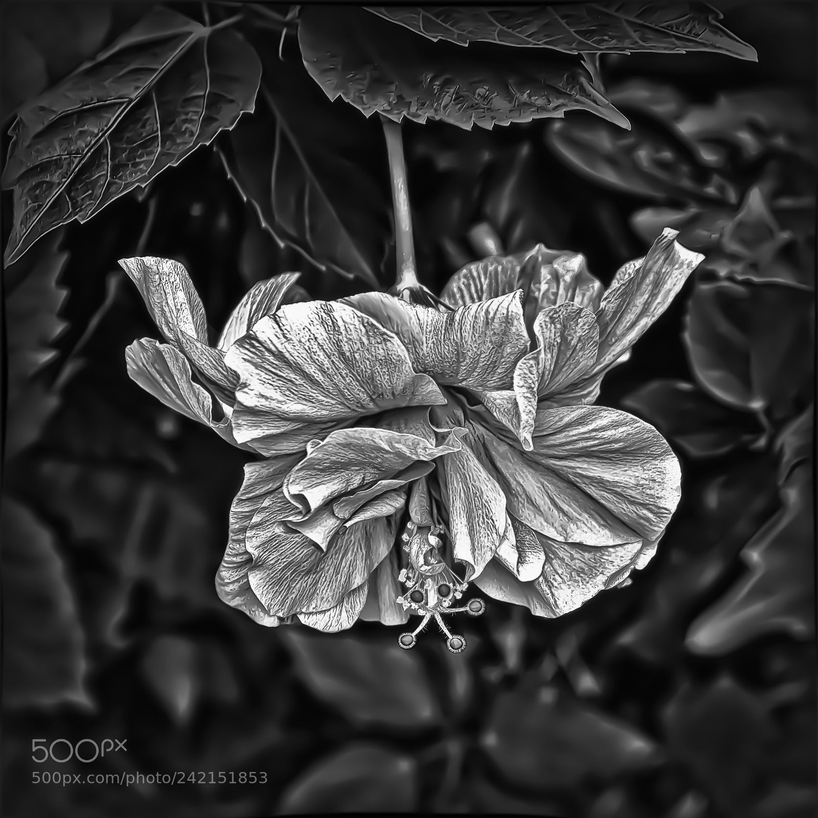 Canon EOS 50D sample photo. Hanging hibiscus photography