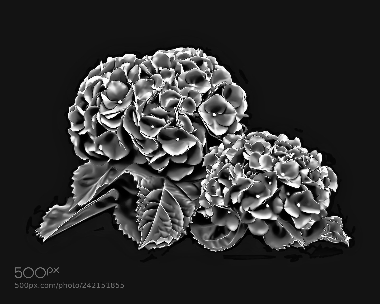 Canon EOS 50D sample photo. Hydrangea bouquet photography