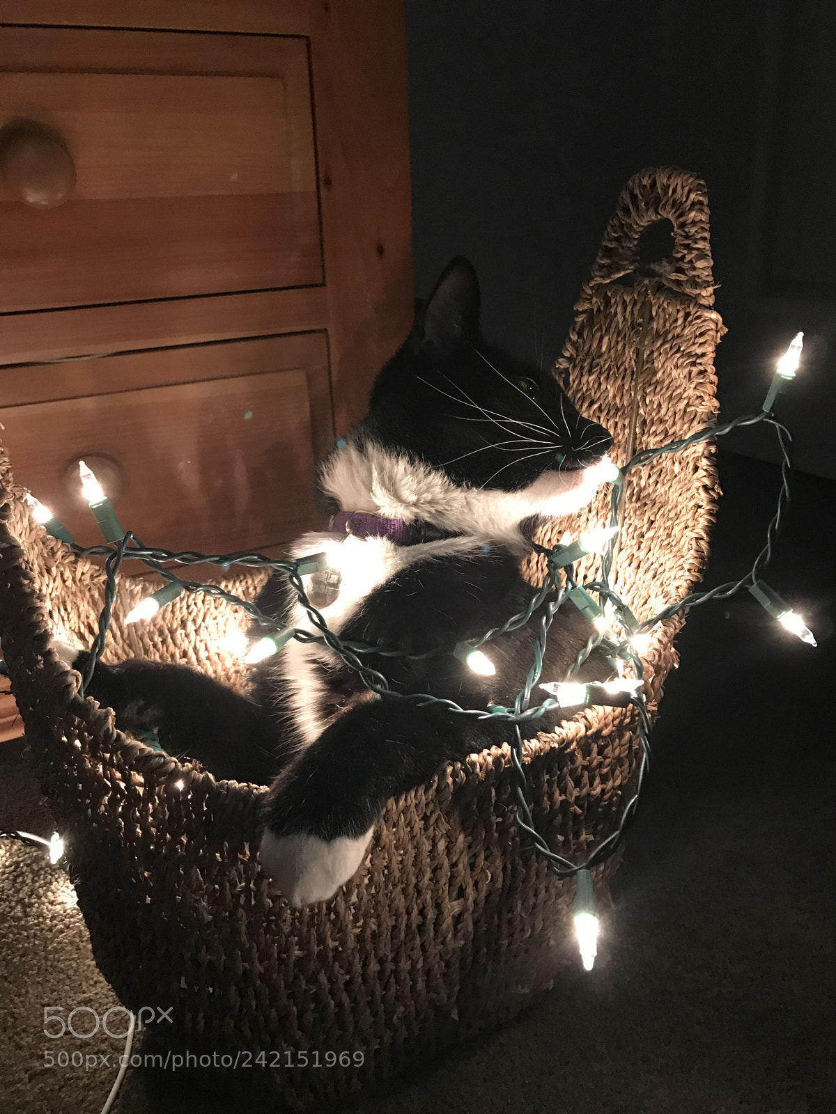 Apple iPhone 7 Plus sample photo. Toby the christmas cat photography