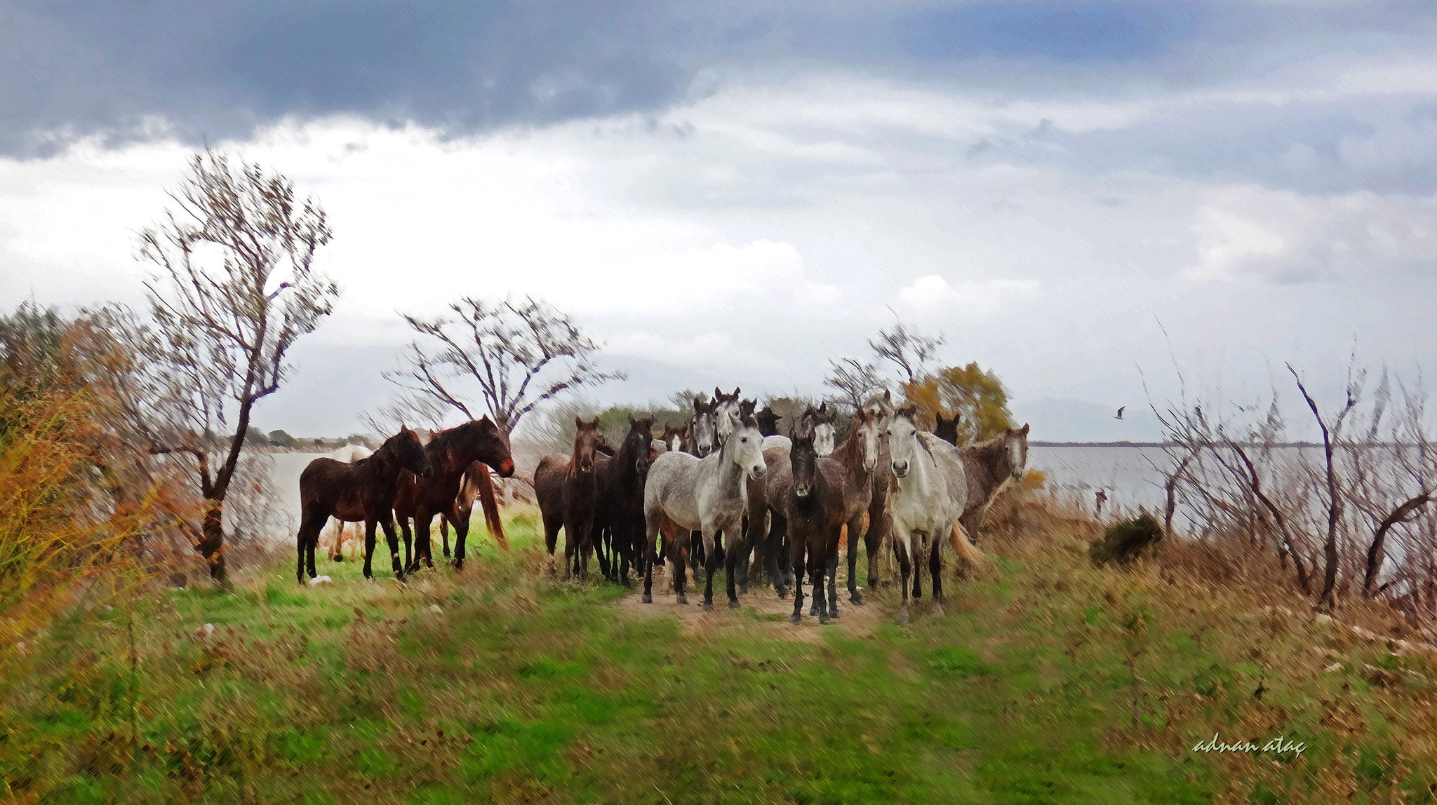 Sony Cyber-shot DSC-TX30 sample photo. Yılkı atları (wild horses) photography