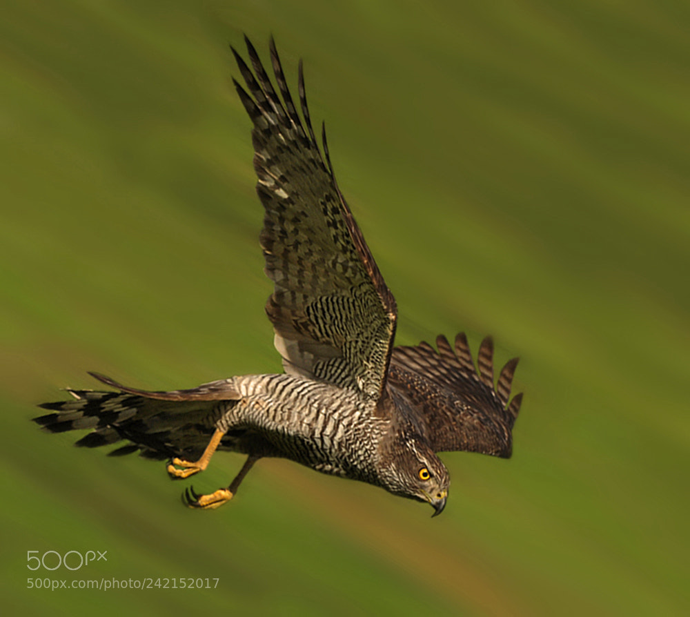 Nikon D700 sample photo. Diving goshawk photography