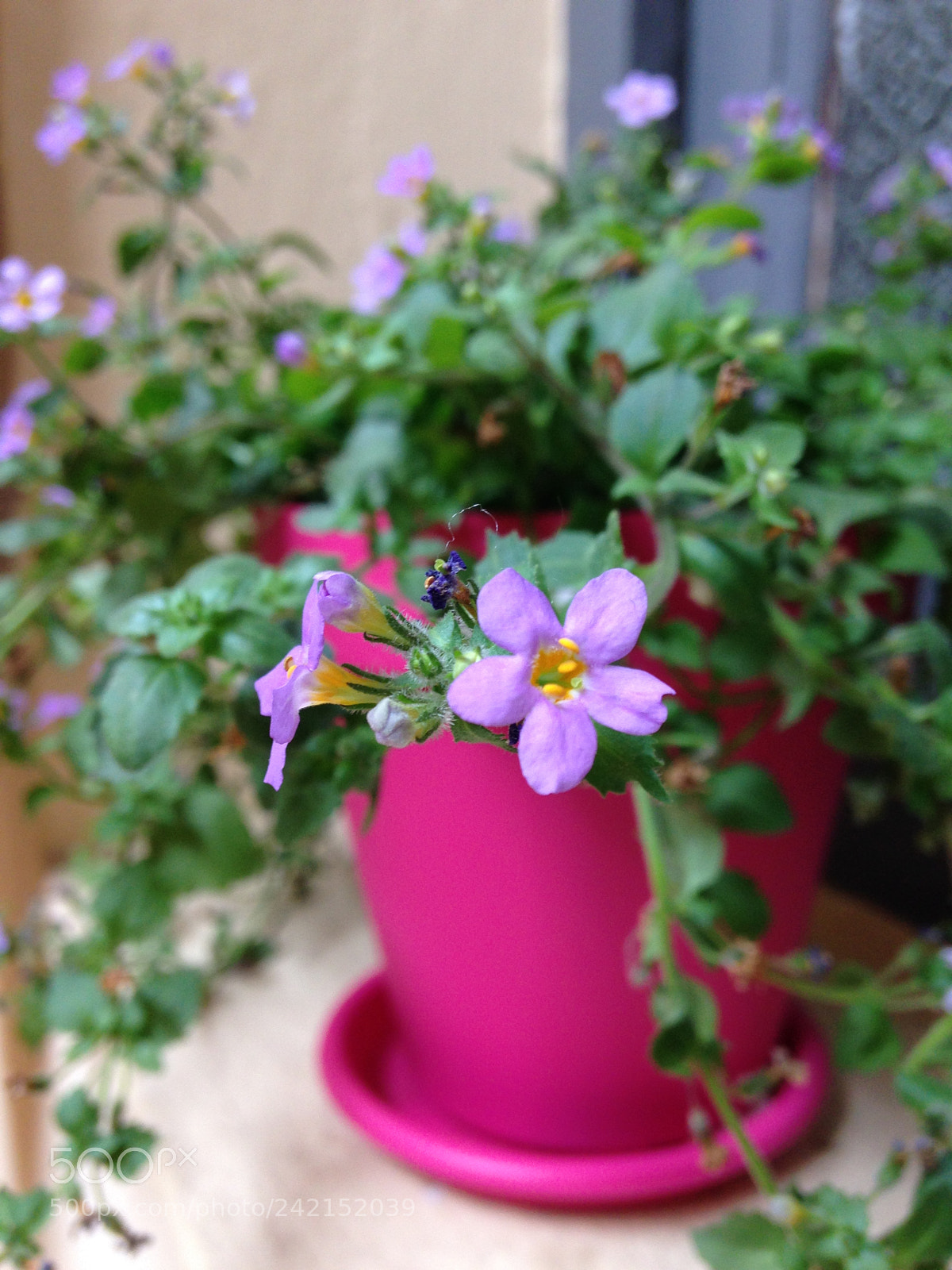 Apple iPhone 5c sample photo. Printemps photography