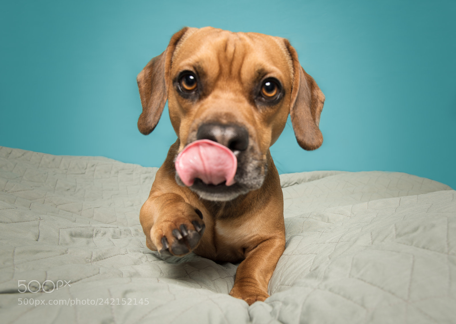 Nikon D810 sample photo. On the hunt photography